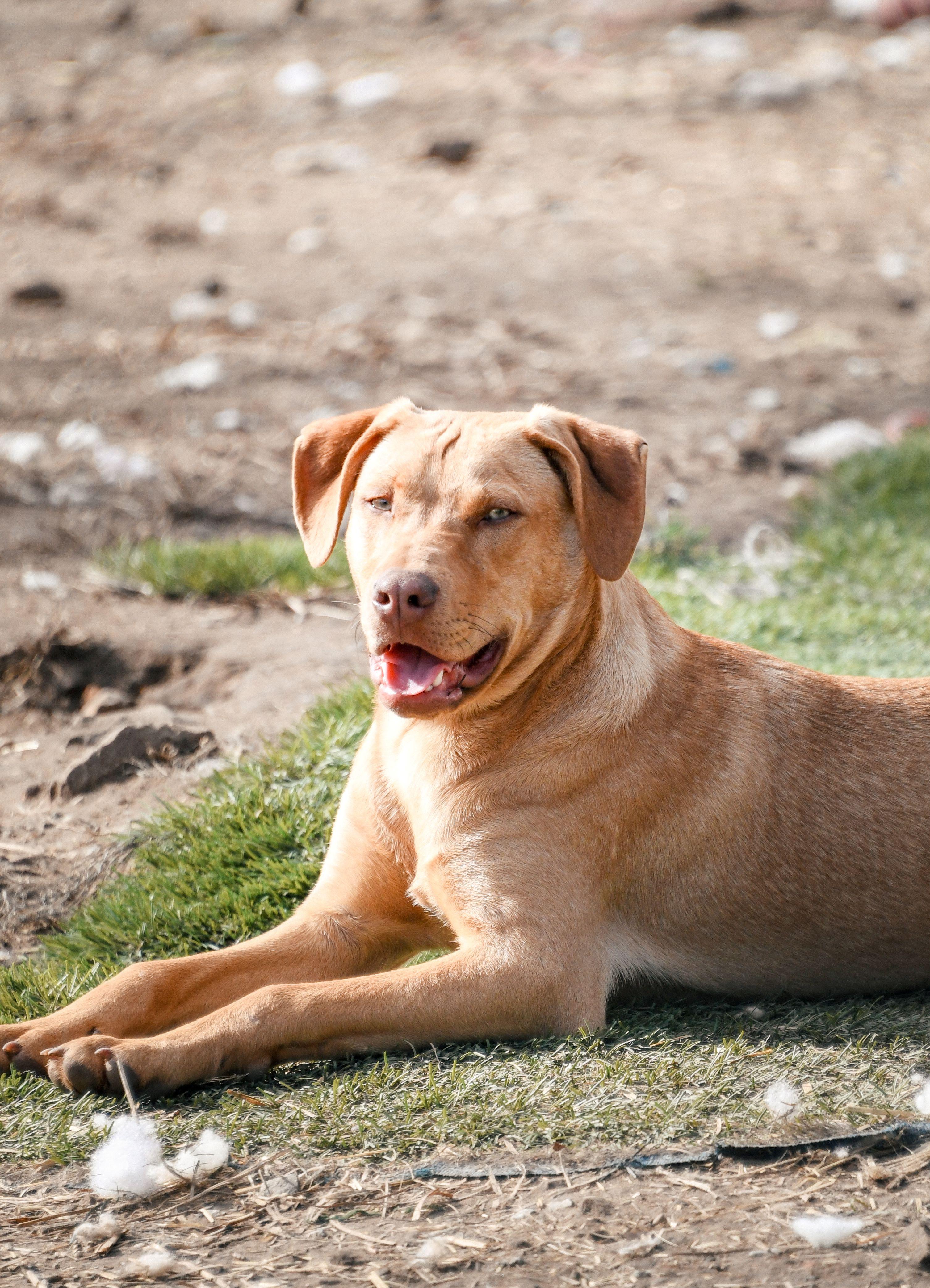 Enlarge Woody, a Adoptable mixed breed in Tracy City , TN image 4/4