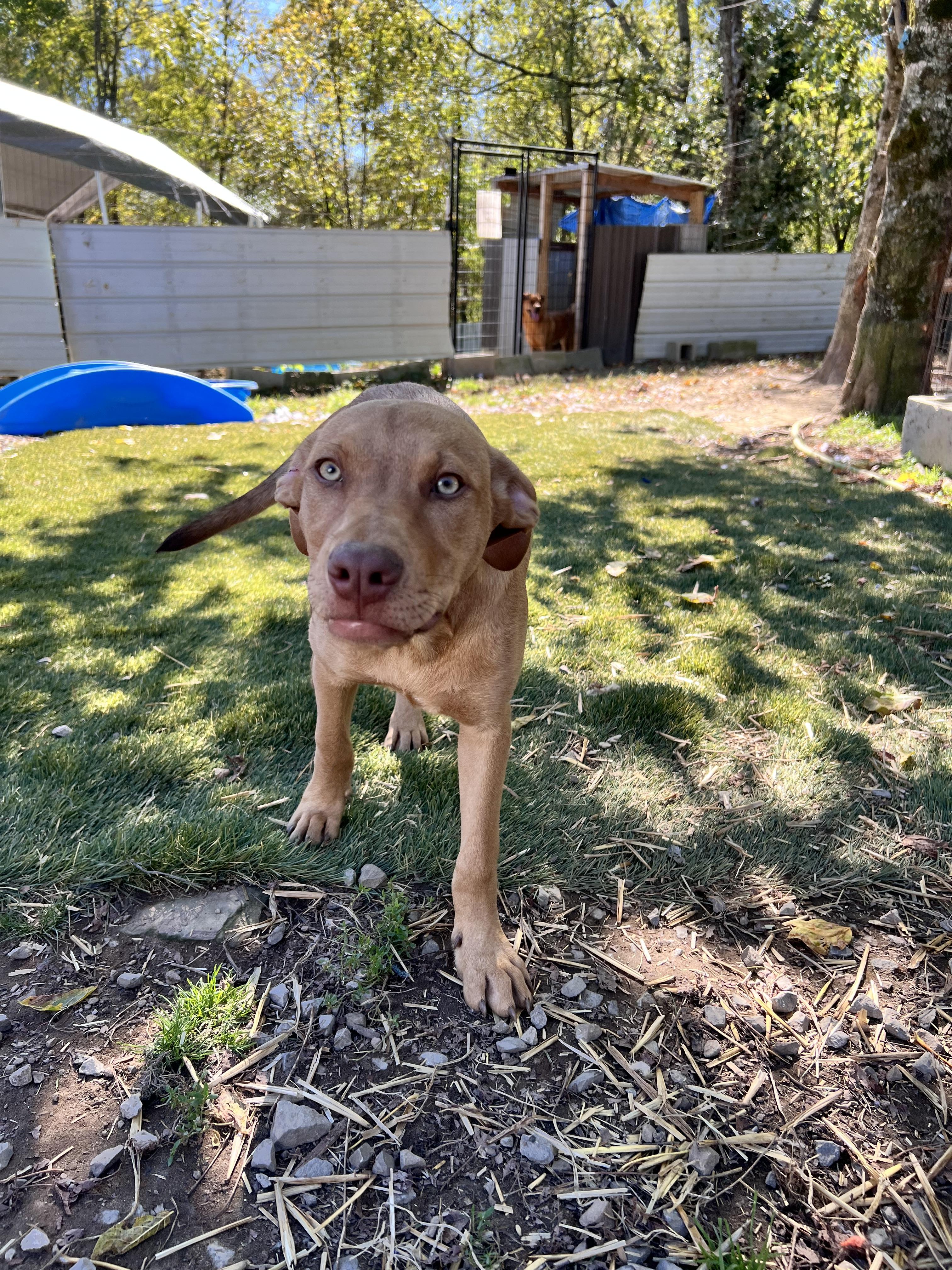 Enlarge Woody, a Adoptable mixed breed in Tracy City , TN image 3/3