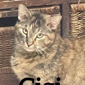 Enlarge Gigi, a Adoptable Domestic Short Hair in Midland, TX image 1/1