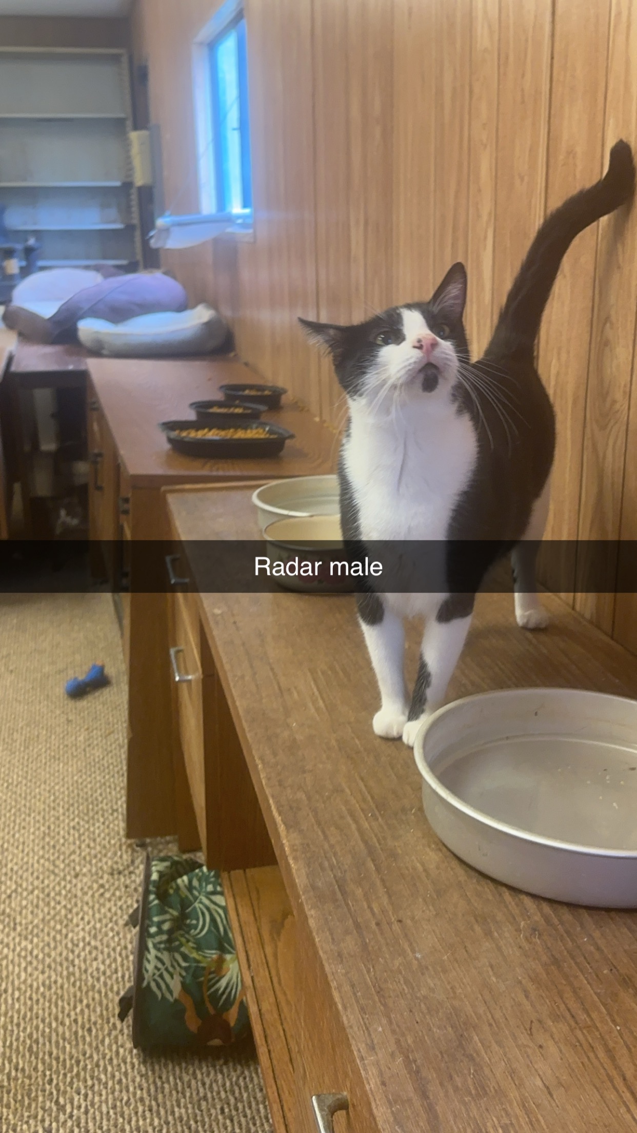 Radar, a Adoptable mixed breed in Conroe, TX image 1/3