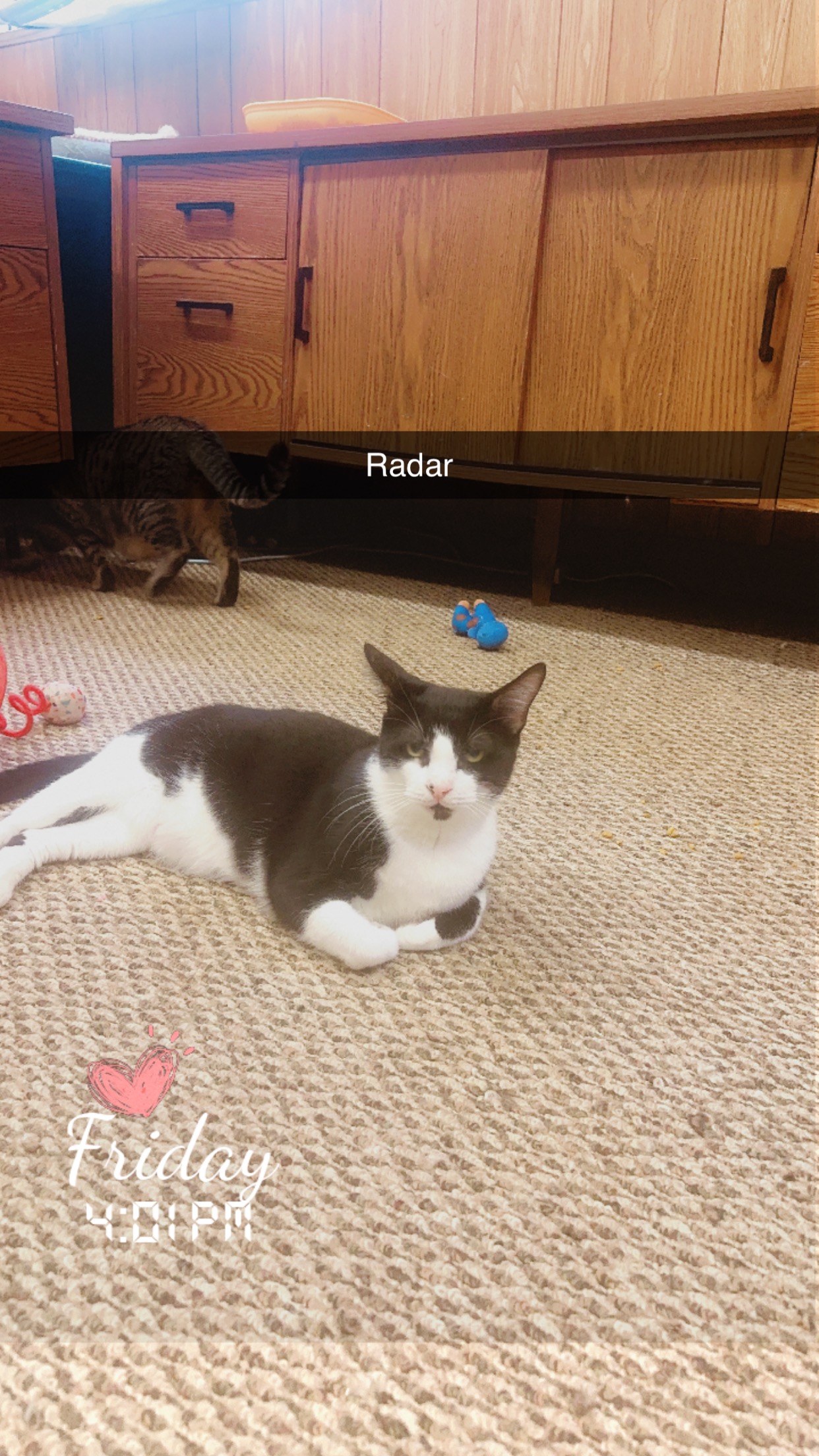 Radar, a Adoptable mixed breed in Conroe, TX image 3/3