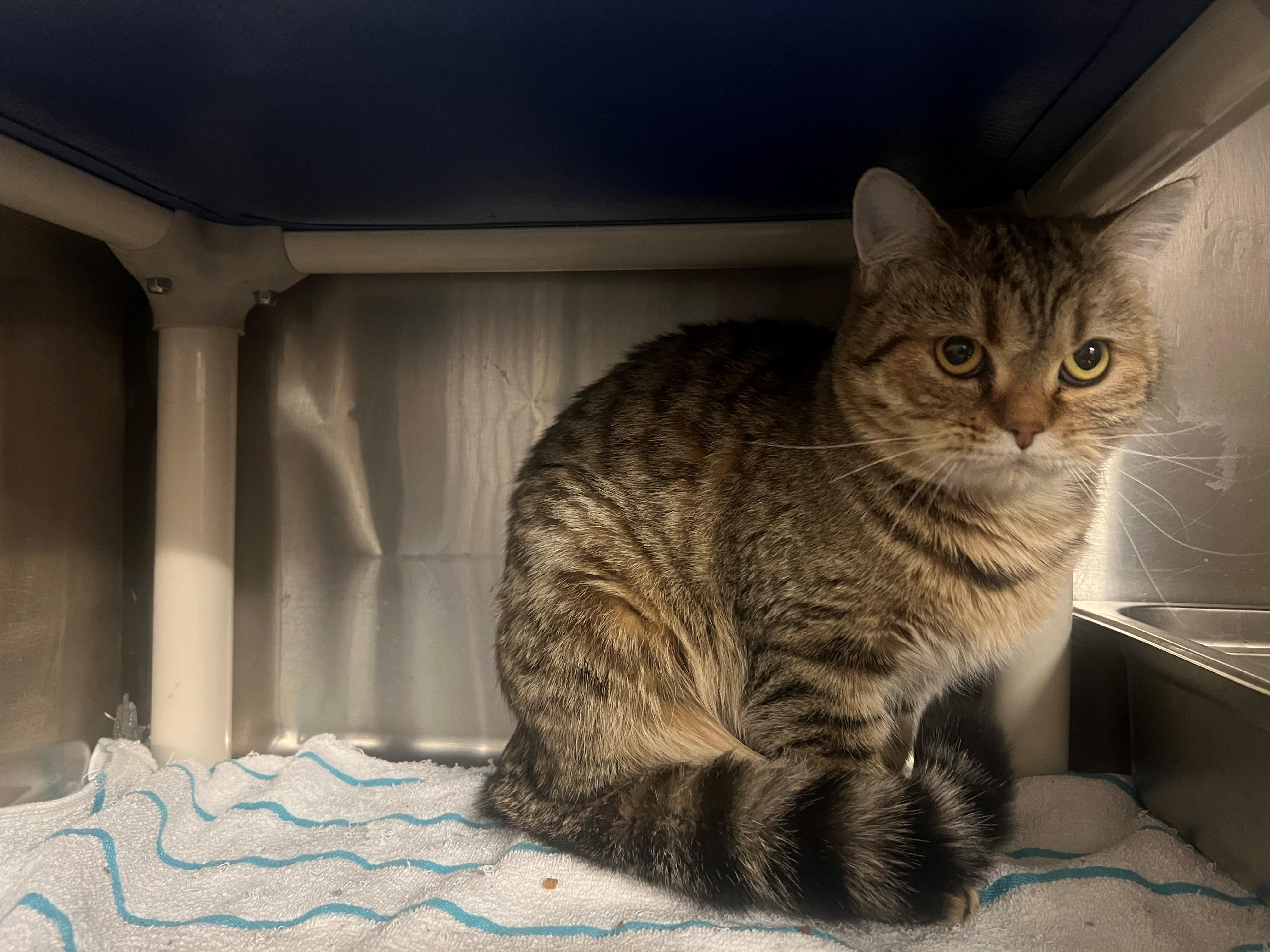 Sage CS-471/25, a ADOPTABLE mixed breed in Burlington, ON image 1/2