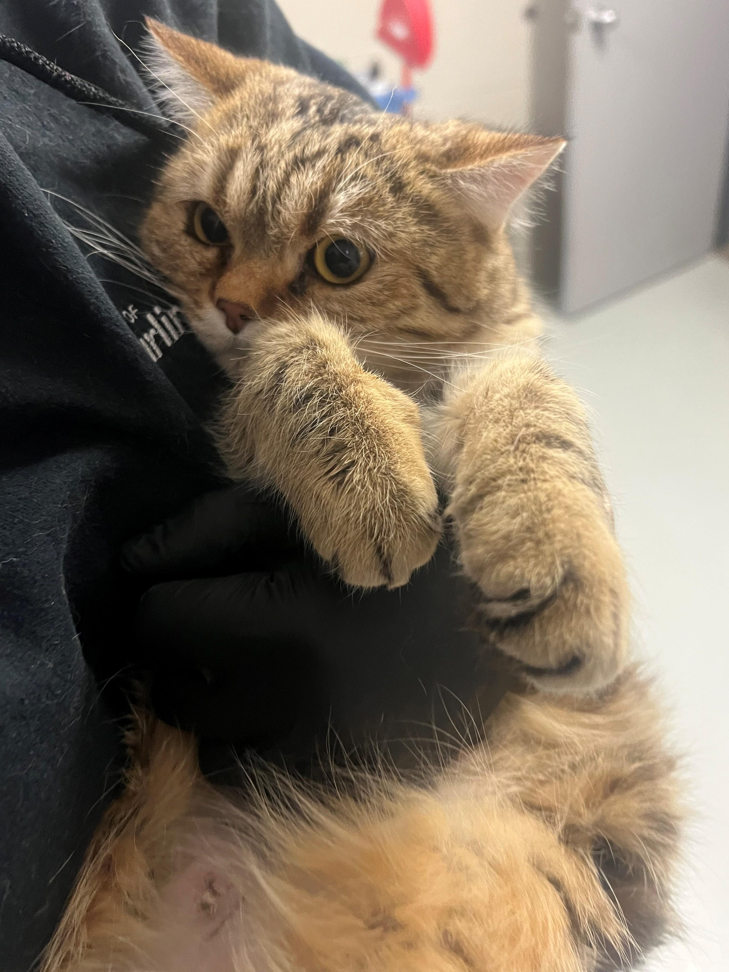 Sage CS-471/25, a ADOPTABLE mixed breed in Burlington, ON image 2/2