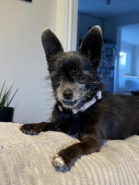 Enlarge Midge, an adopted mixed breed in Denver, CO image 4/4