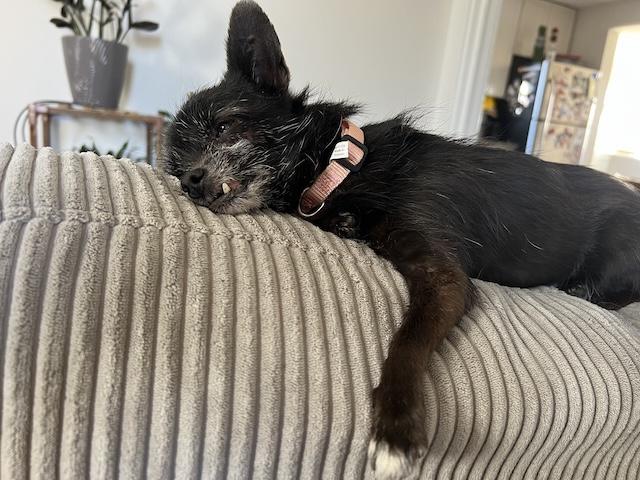 Enlarge Midge, an adopted mixed breed in Denver, CO image 3/4