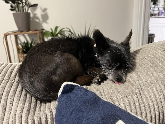 Enlarge Midge, an adopted mixed breed in Denver, CO image 2/4