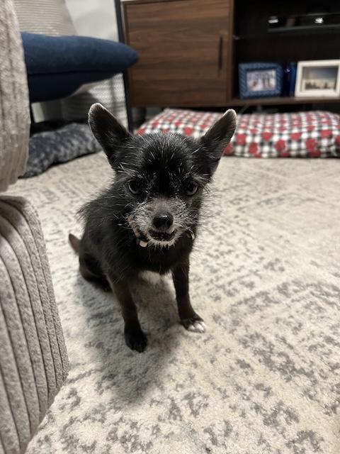 Enlarge Midge, an adopted mixed breed in Denver, CO image 1/4