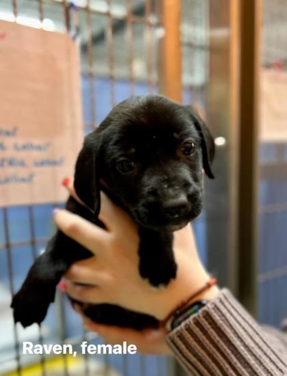 Enlarge Raven, a Adoptable mixed breed in Shawano, WI image 1/1