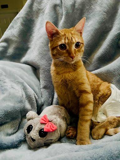 OLLIE, Adoptable, Young Male Domestic Short Hair.