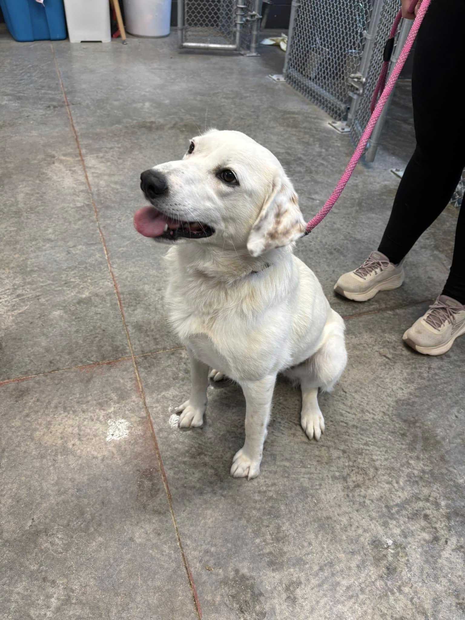 Lillie, a ADOPTABLE mixed breed in Taylorsville, KY image 1/4