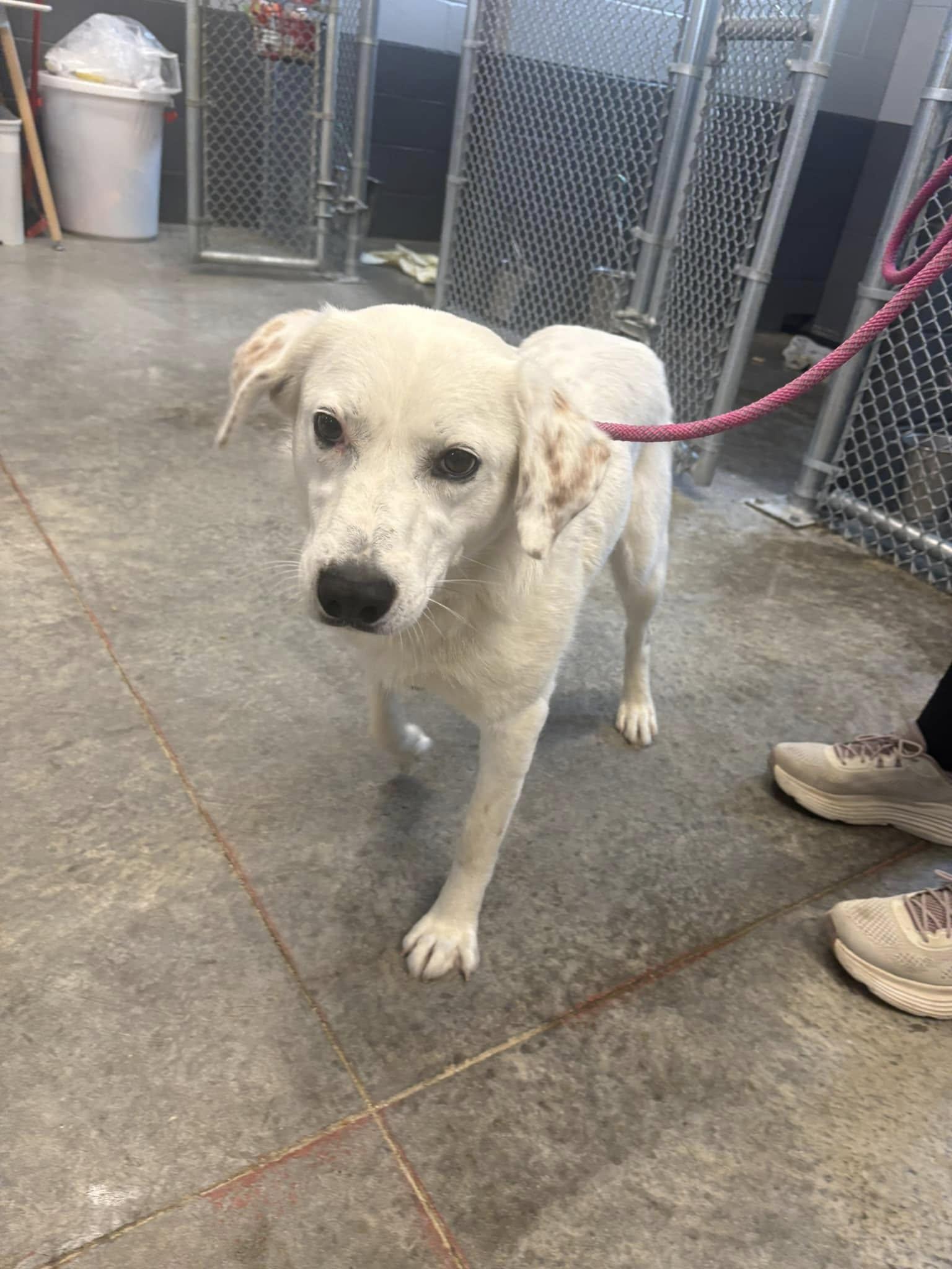 Lillie, a ADOPTABLE mixed breed in Taylorsville, KY image 3/4