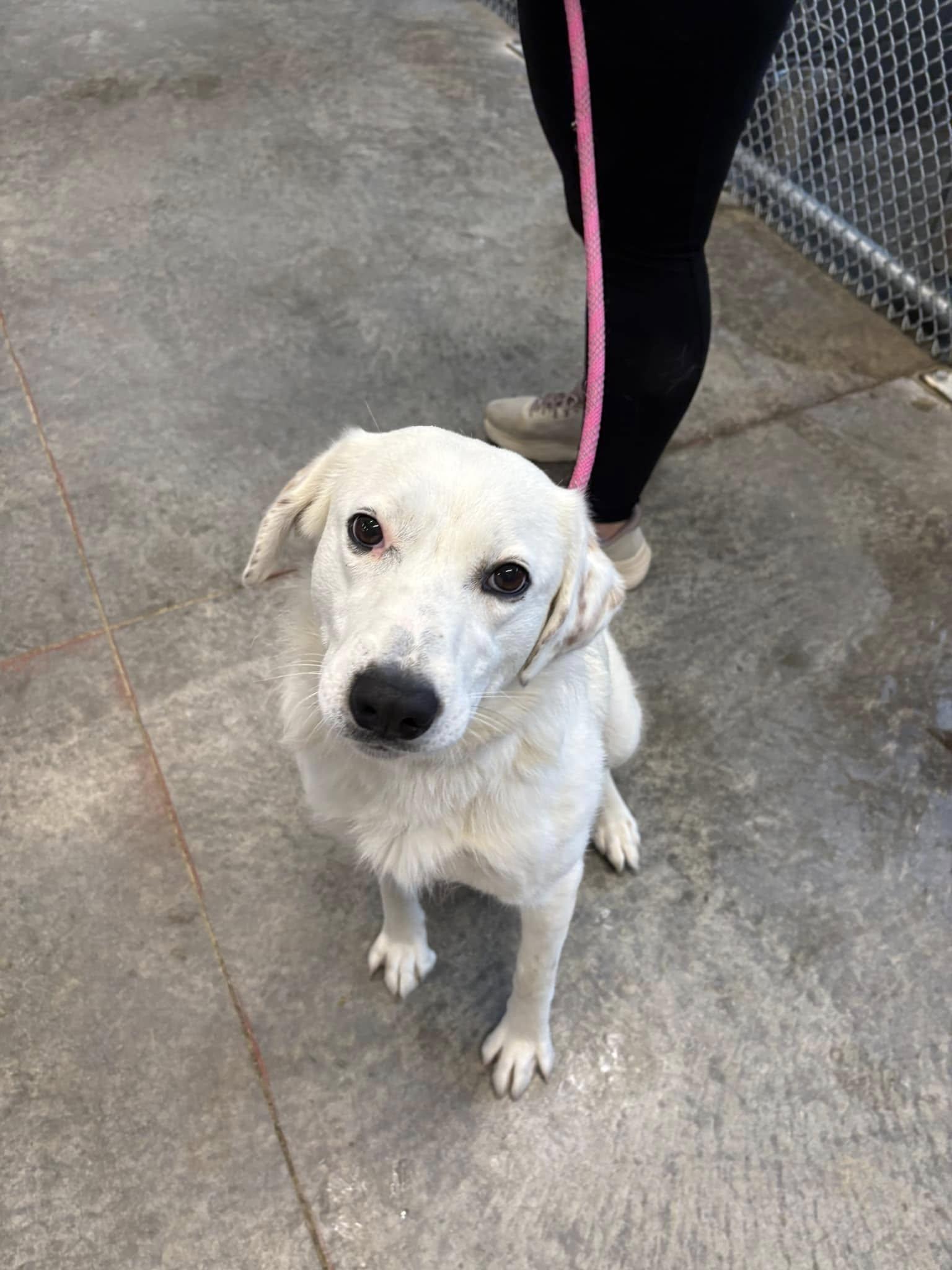 Lillie, a ADOPTABLE mixed breed in Taylorsville, KY image 4/4
