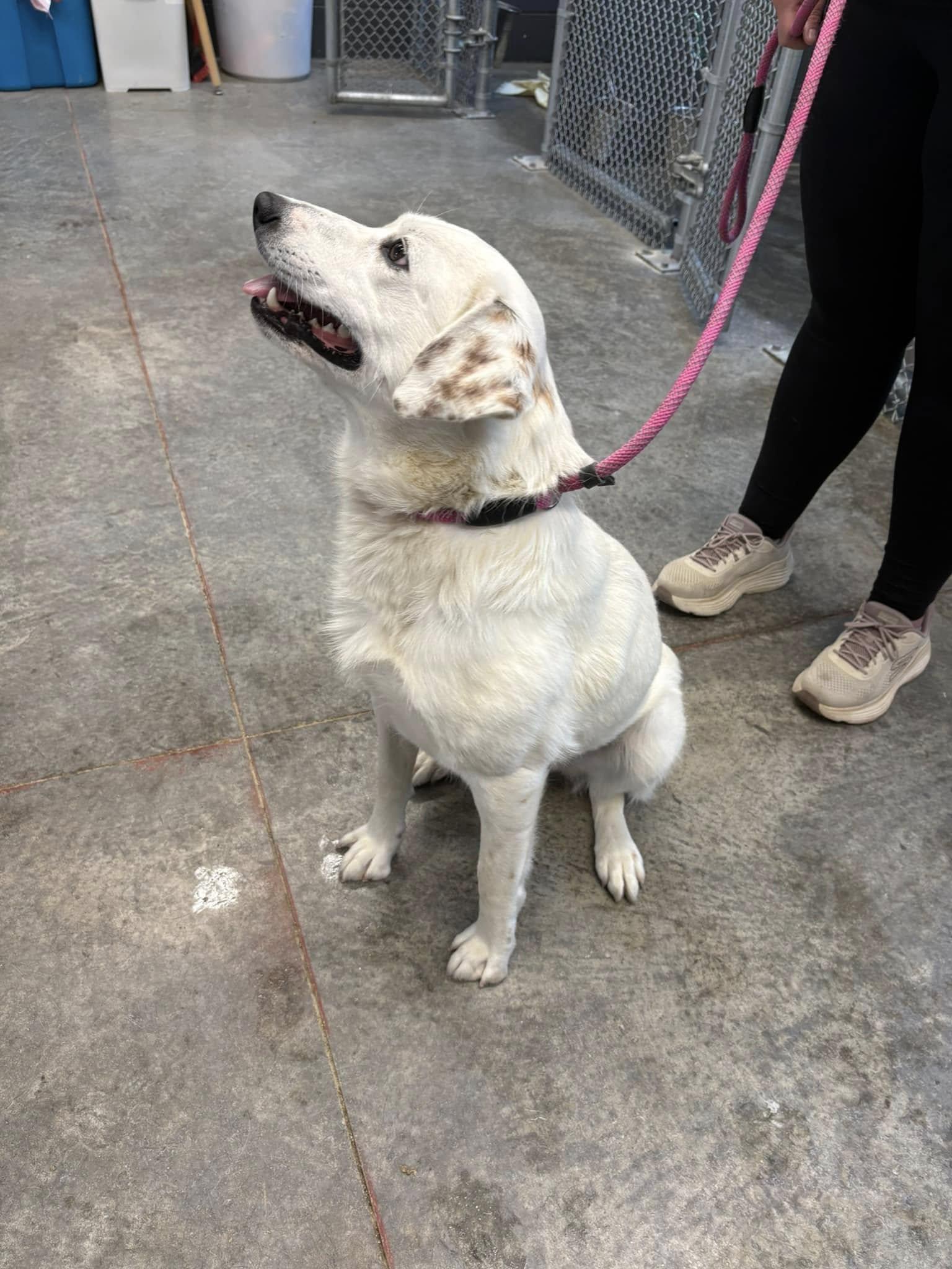 Lillie, a ADOPTABLE mixed breed in Taylorsville, KY image 2/4