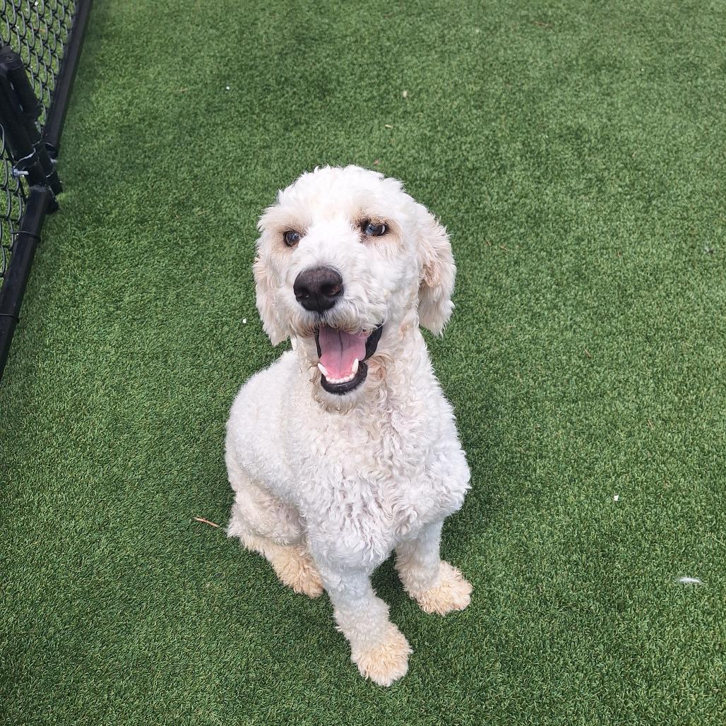 Standard Poodles for Adoption in South Miami, Florida | Petfinder