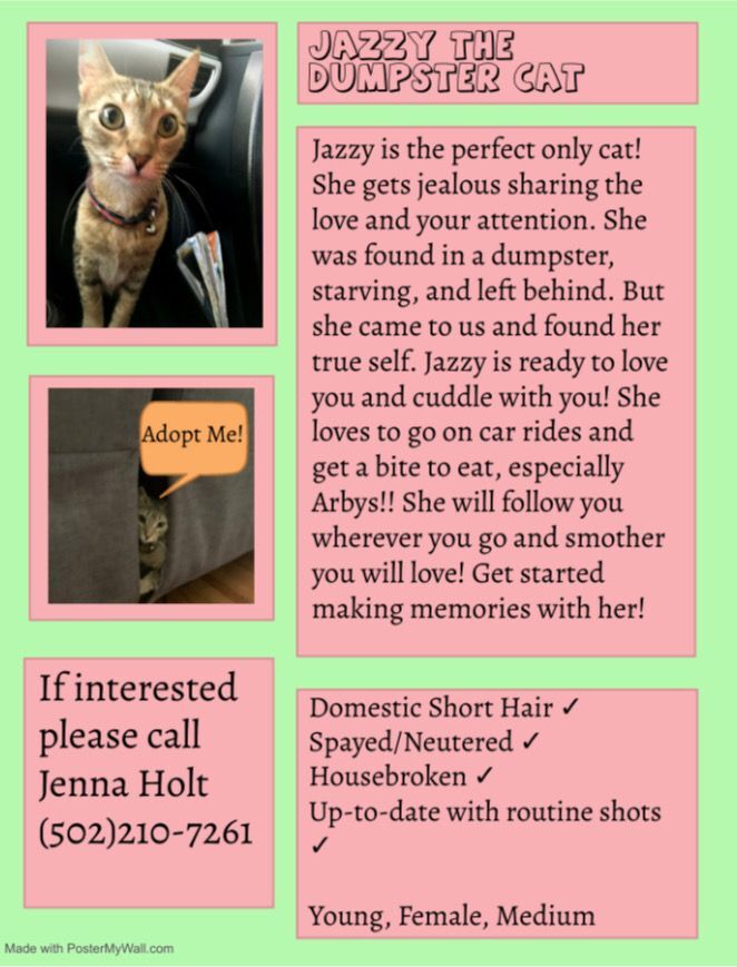 Jazzy, Adoptable, Young Female American Shorthair.