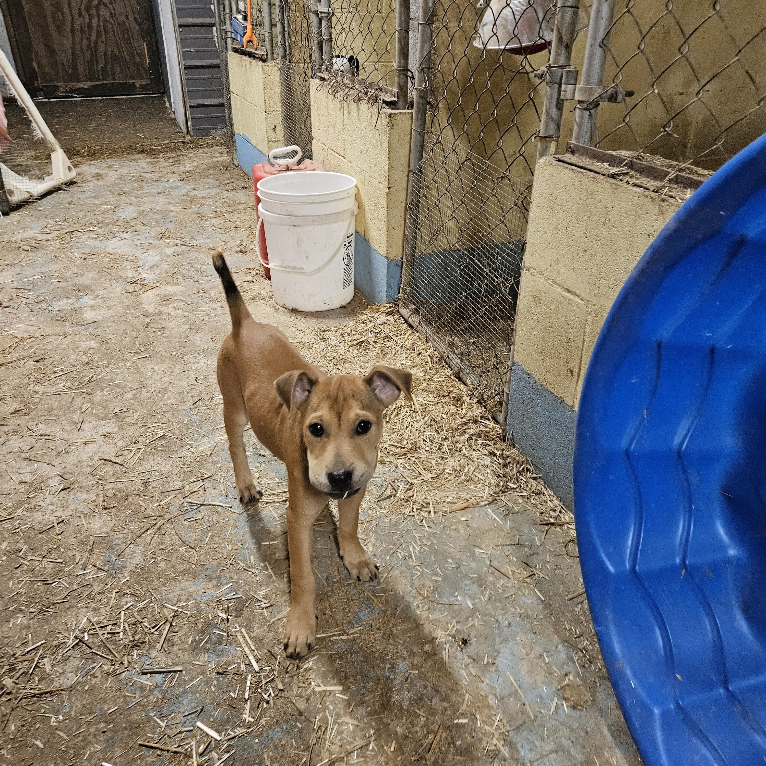 Maple Macaroni — thumbnail 3