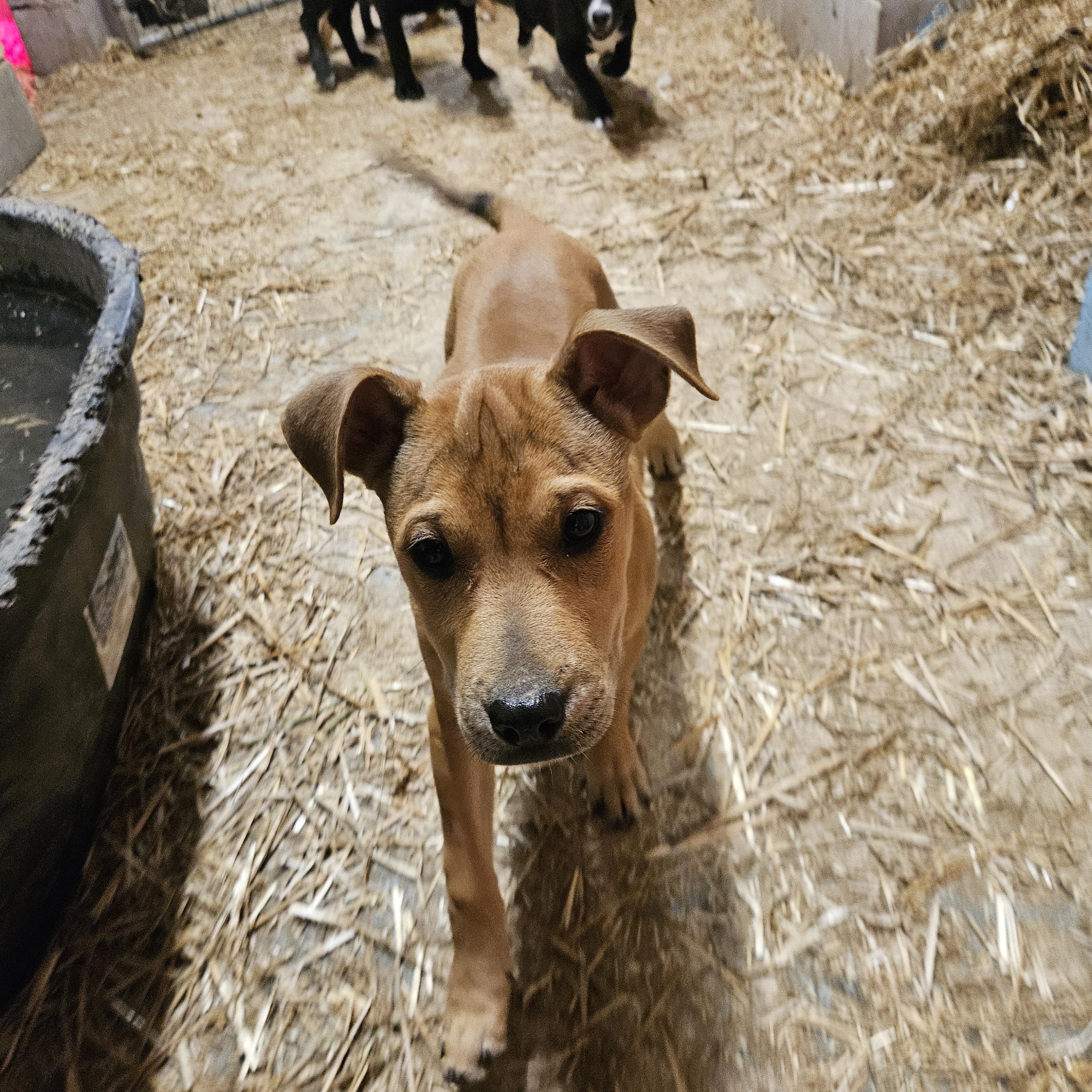 Maple Macaroni — thumbnail 4