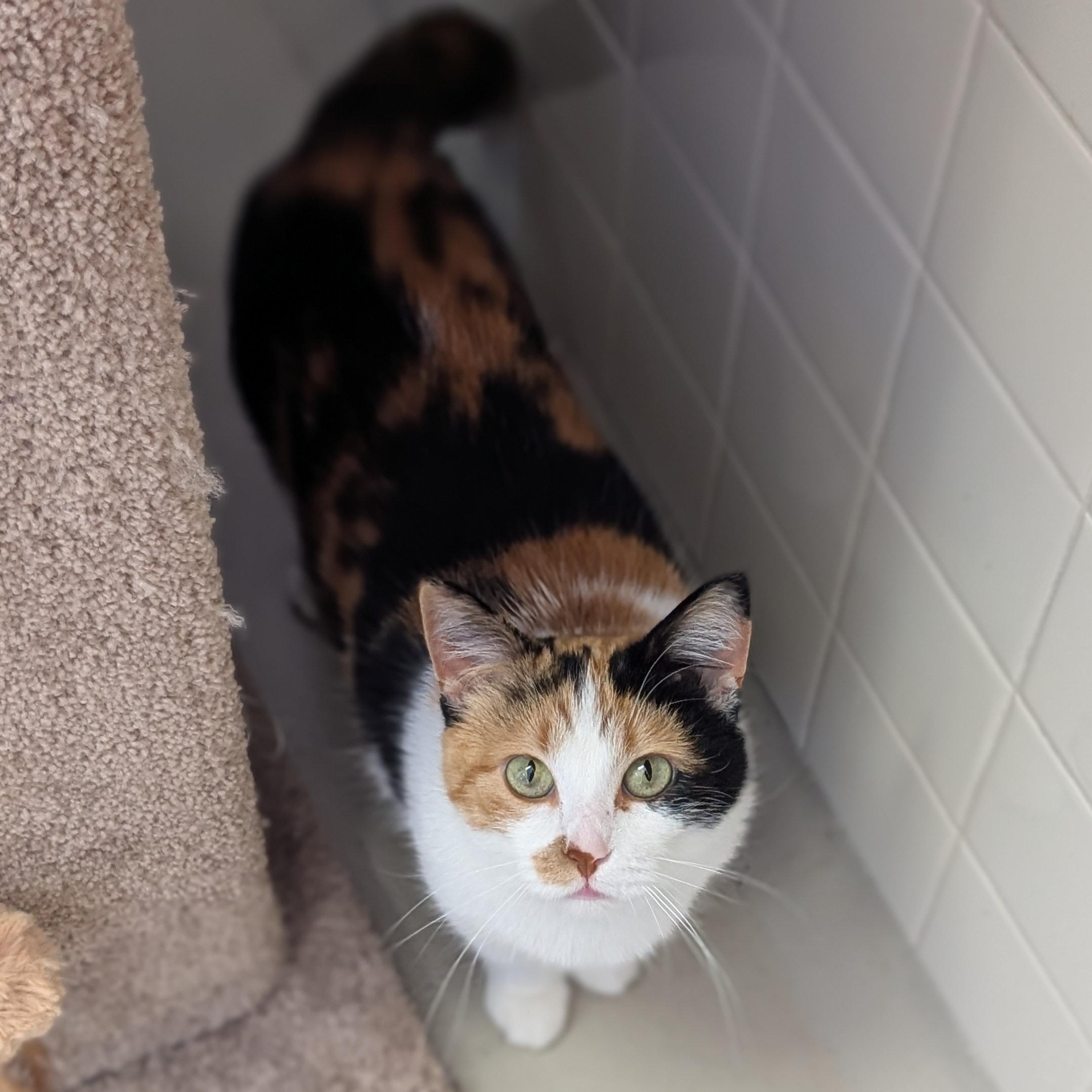 Wanda, an adopted Domestic Short Hair in Jefferson, WI image 3/6