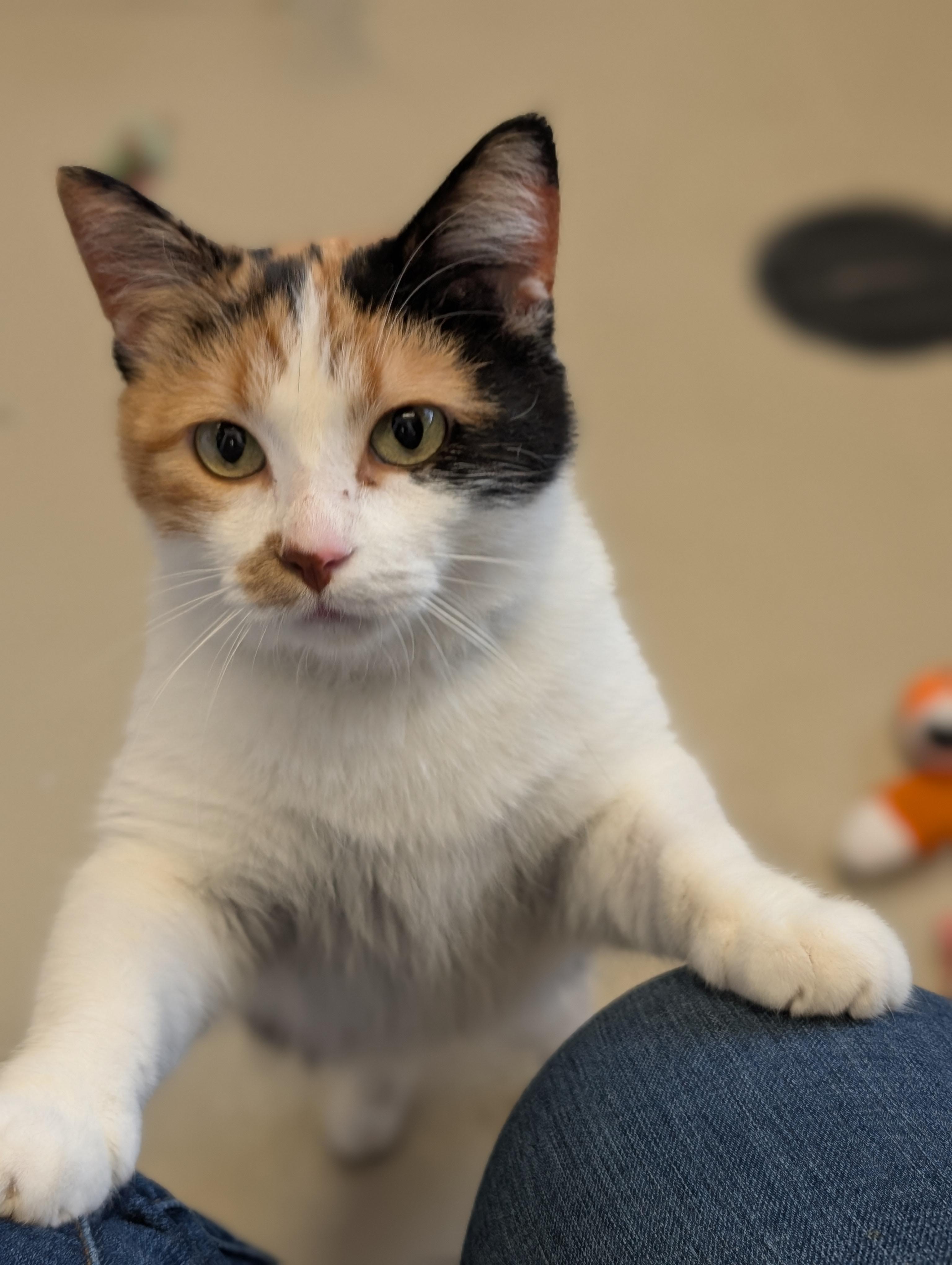 Wanda, an adopted Domestic Short Hair in Jefferson, WI image 2/6