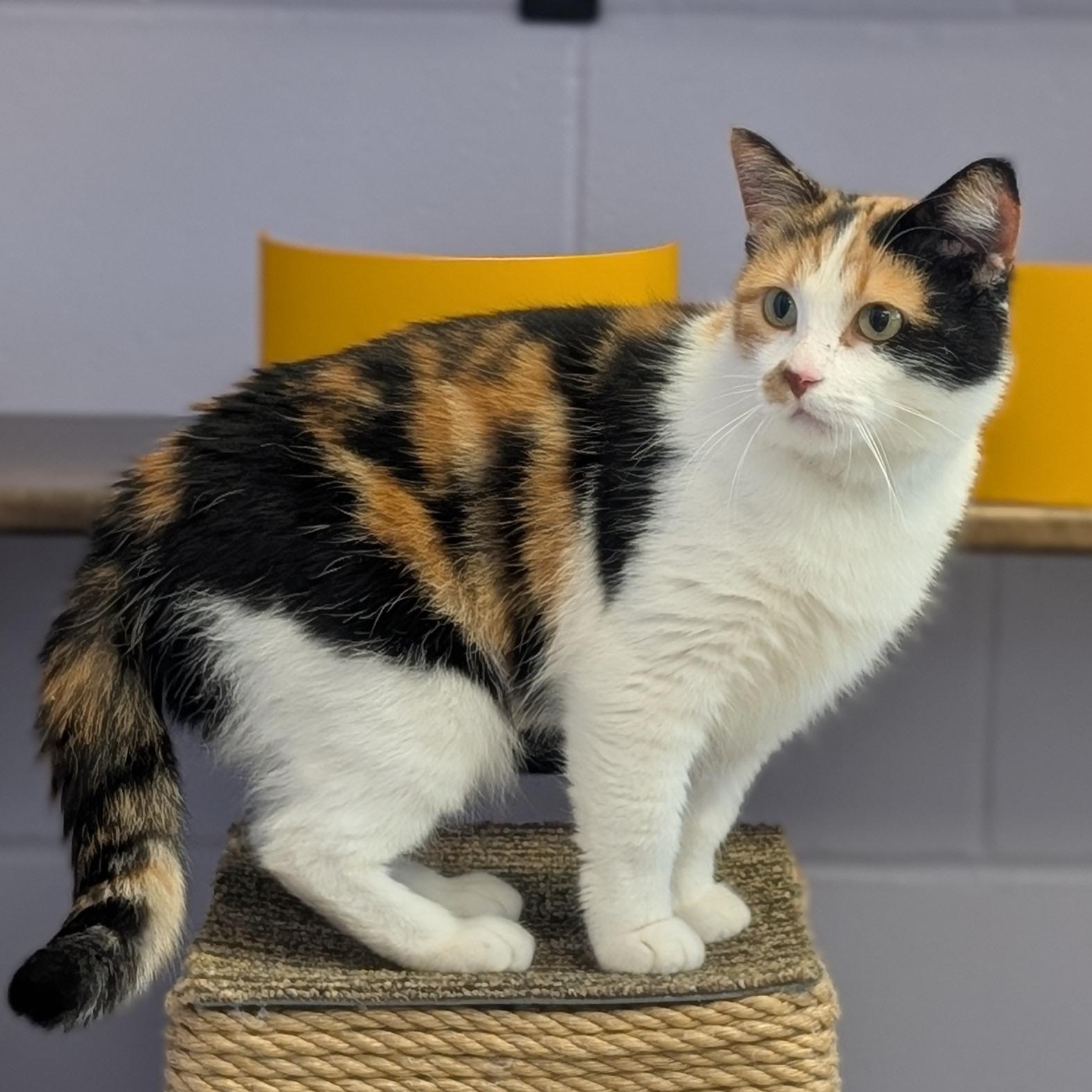 Wanda, an adopted Domestic Short Hair in Jefferson, WI image 4/6
