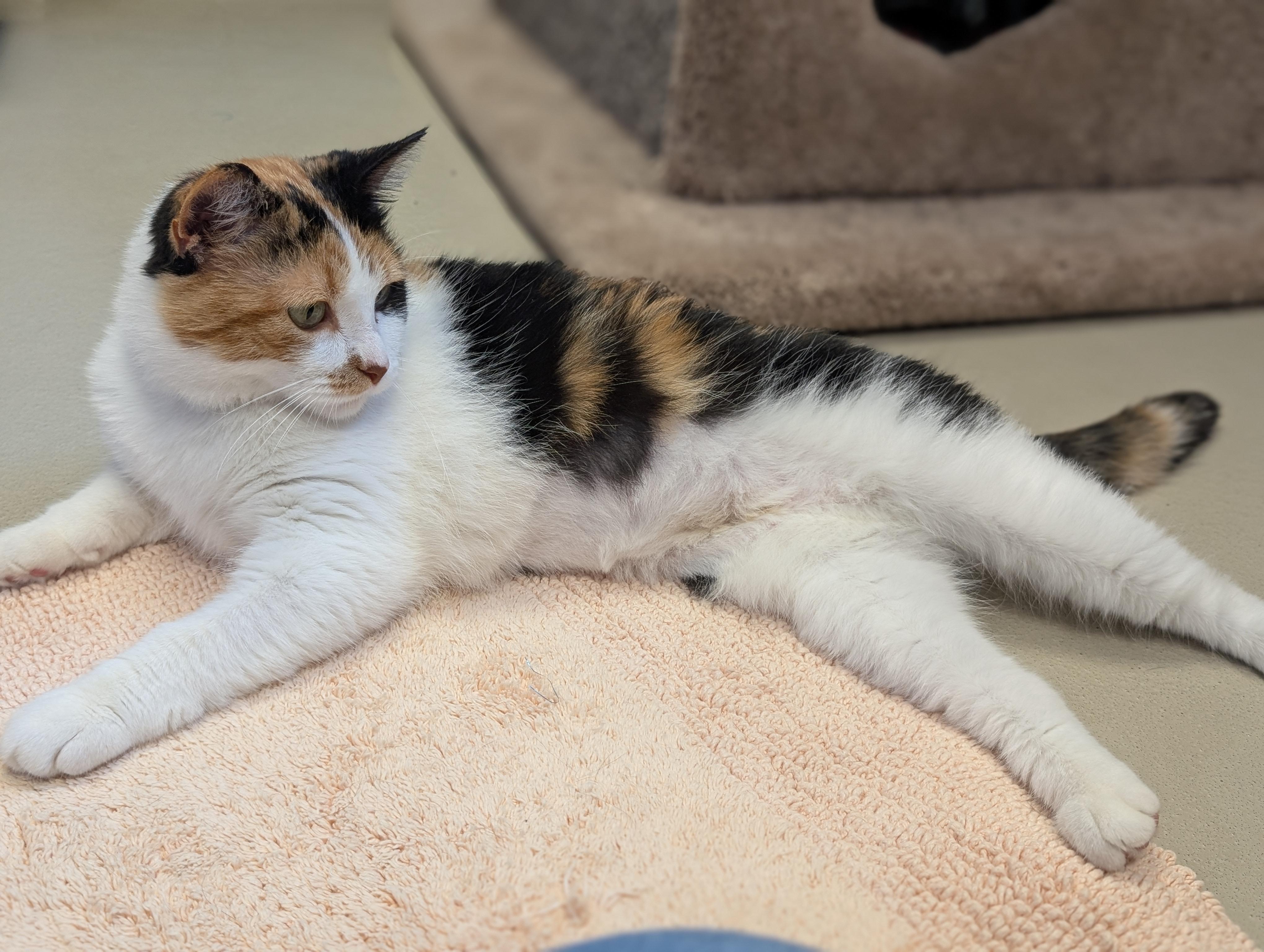 Wanda, an adopted Domestic Short Hair in Jefferson, WI image 6/6