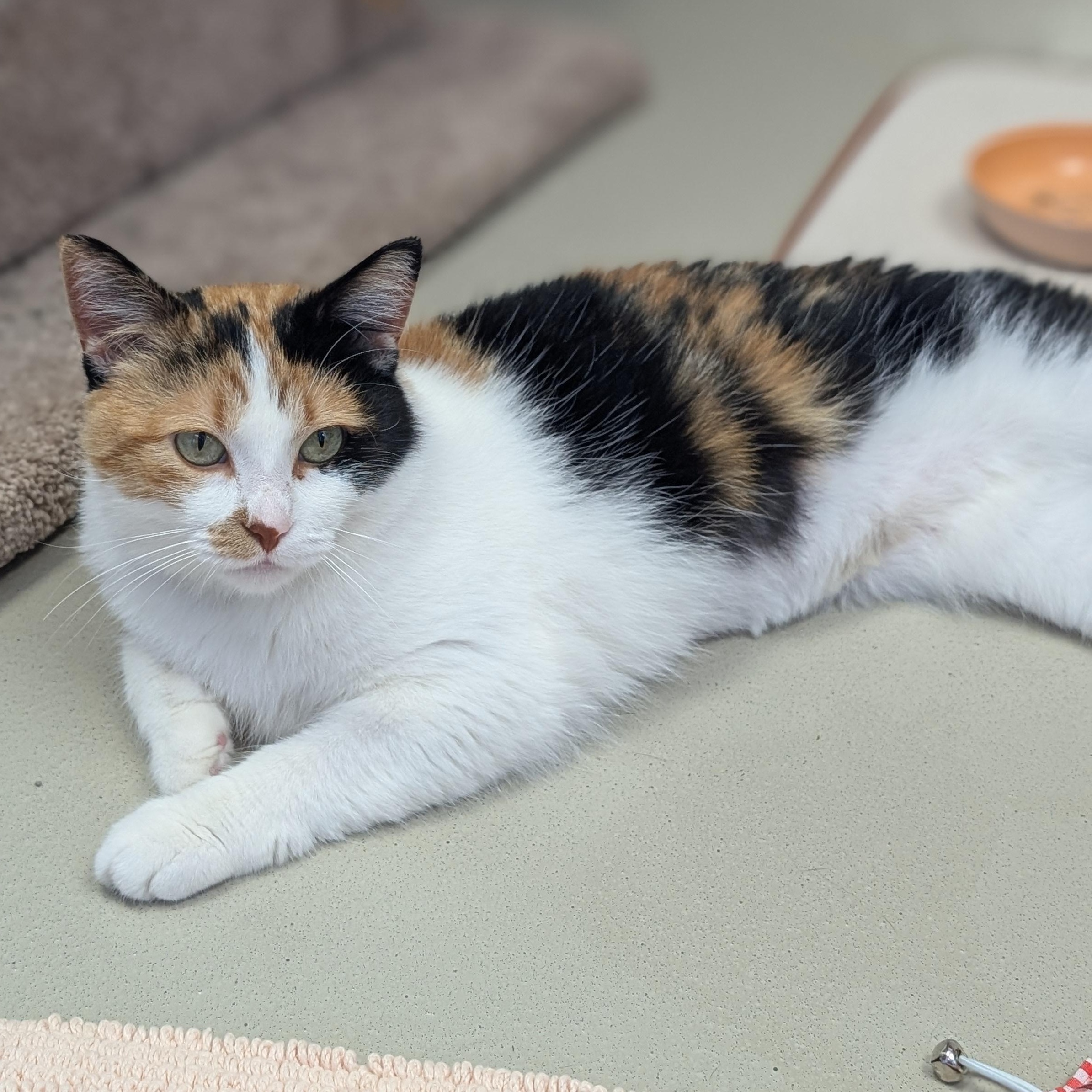 Wanda, an adopted Domestic Short Hair in Jefferson, WI image 5/6