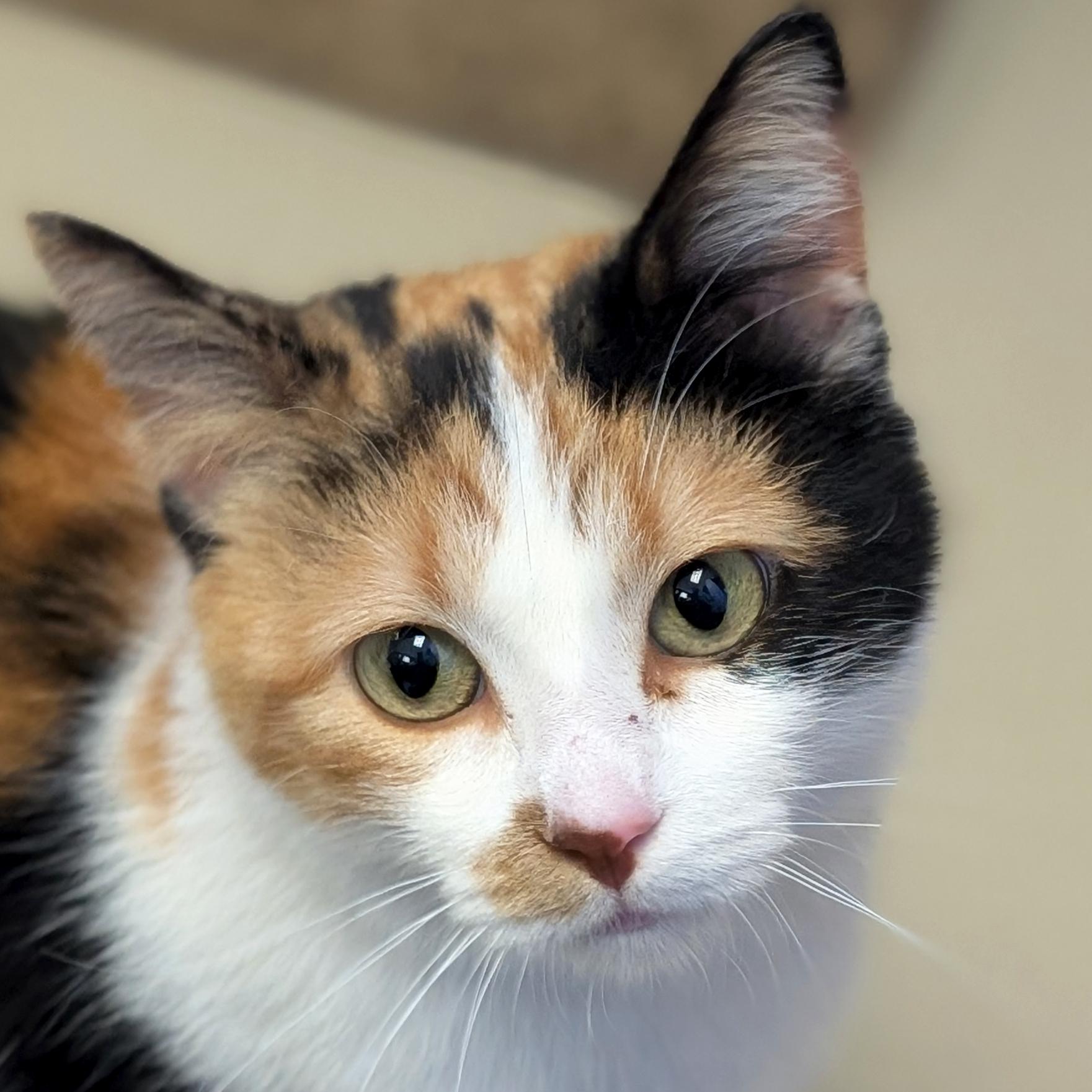 Wanda, adopted, Adult Female Domestic Short Hair.