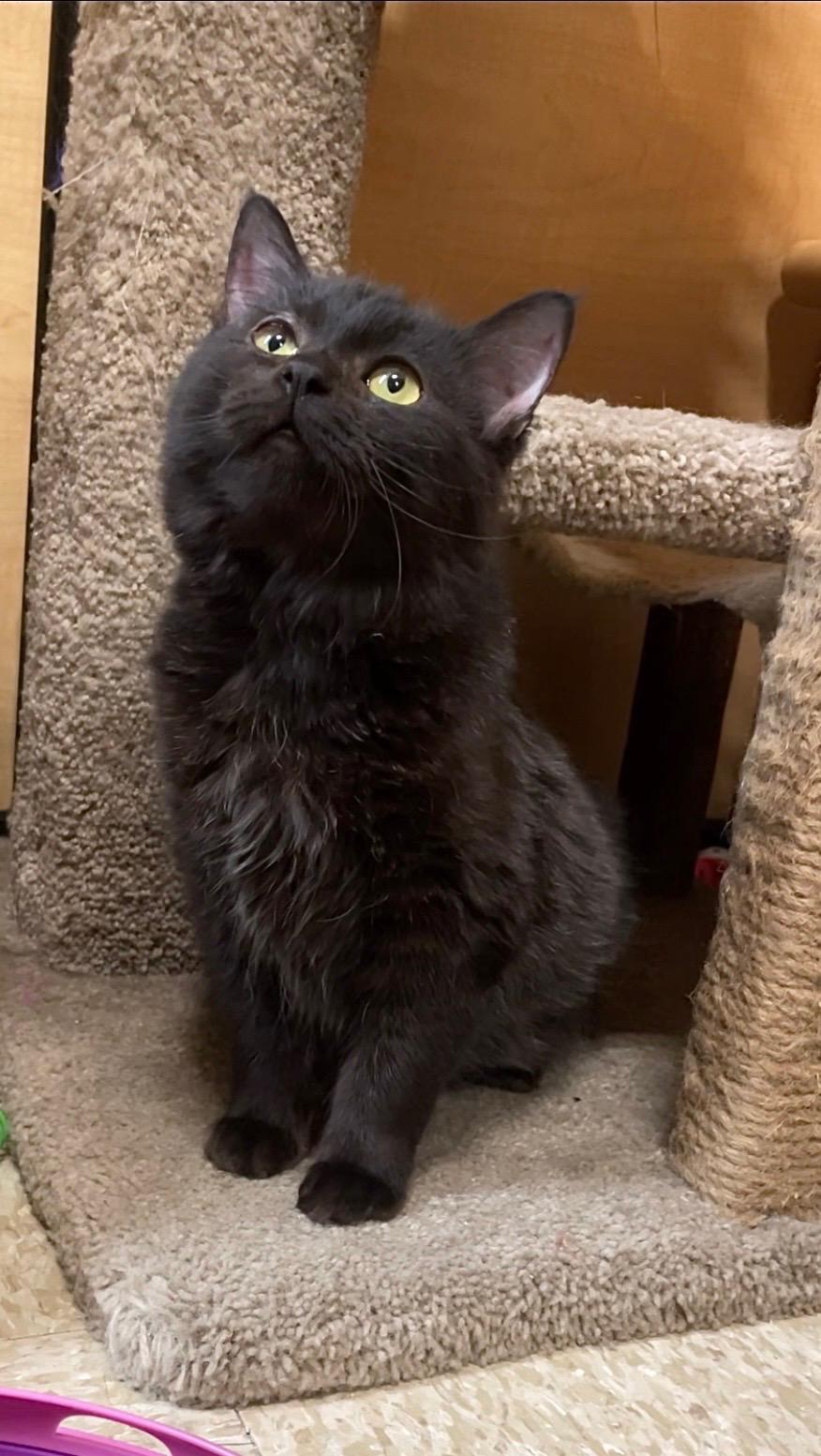 Enlarge Simone, an adopted Domestic Long Hair in Barrington Hills, IL image 1/5