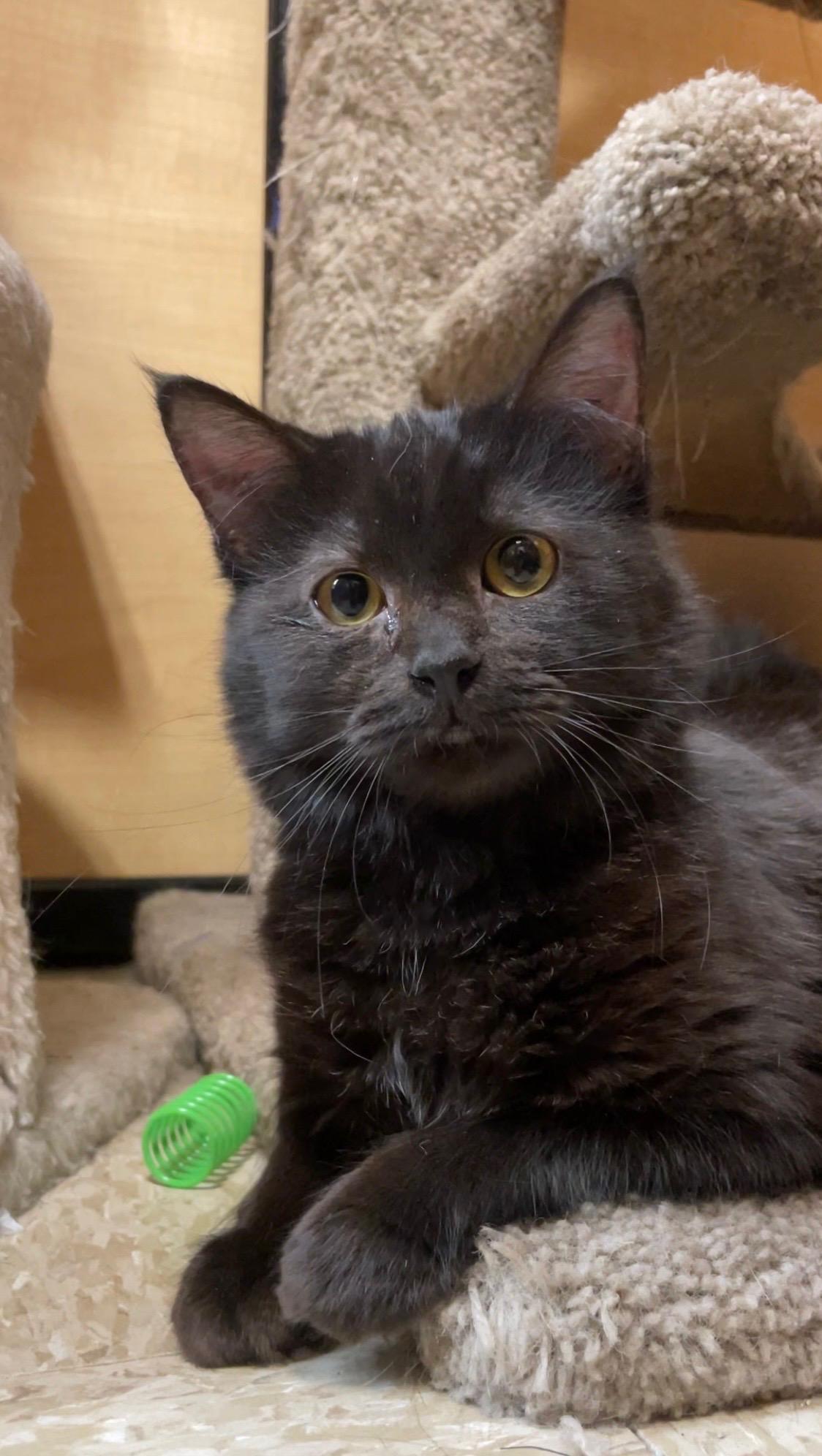 Enlarge Simone, an adopted Domestic Long Hair in Barrington Hills, IL image 3/5