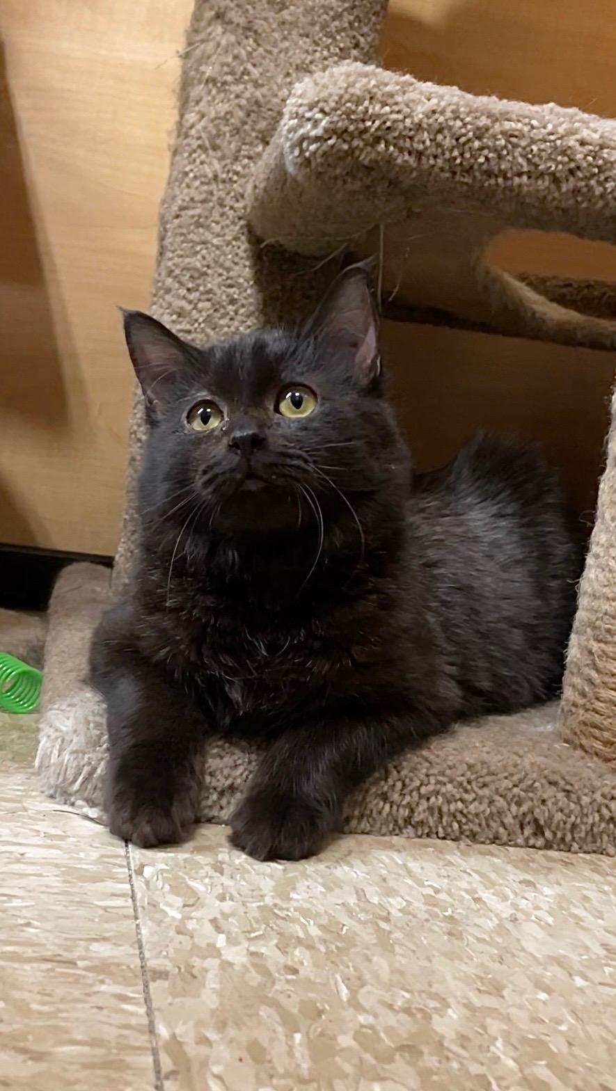 Enlarge Simone, an adopted Domestic Long Hair in Barrington Hills, IL image 4/5