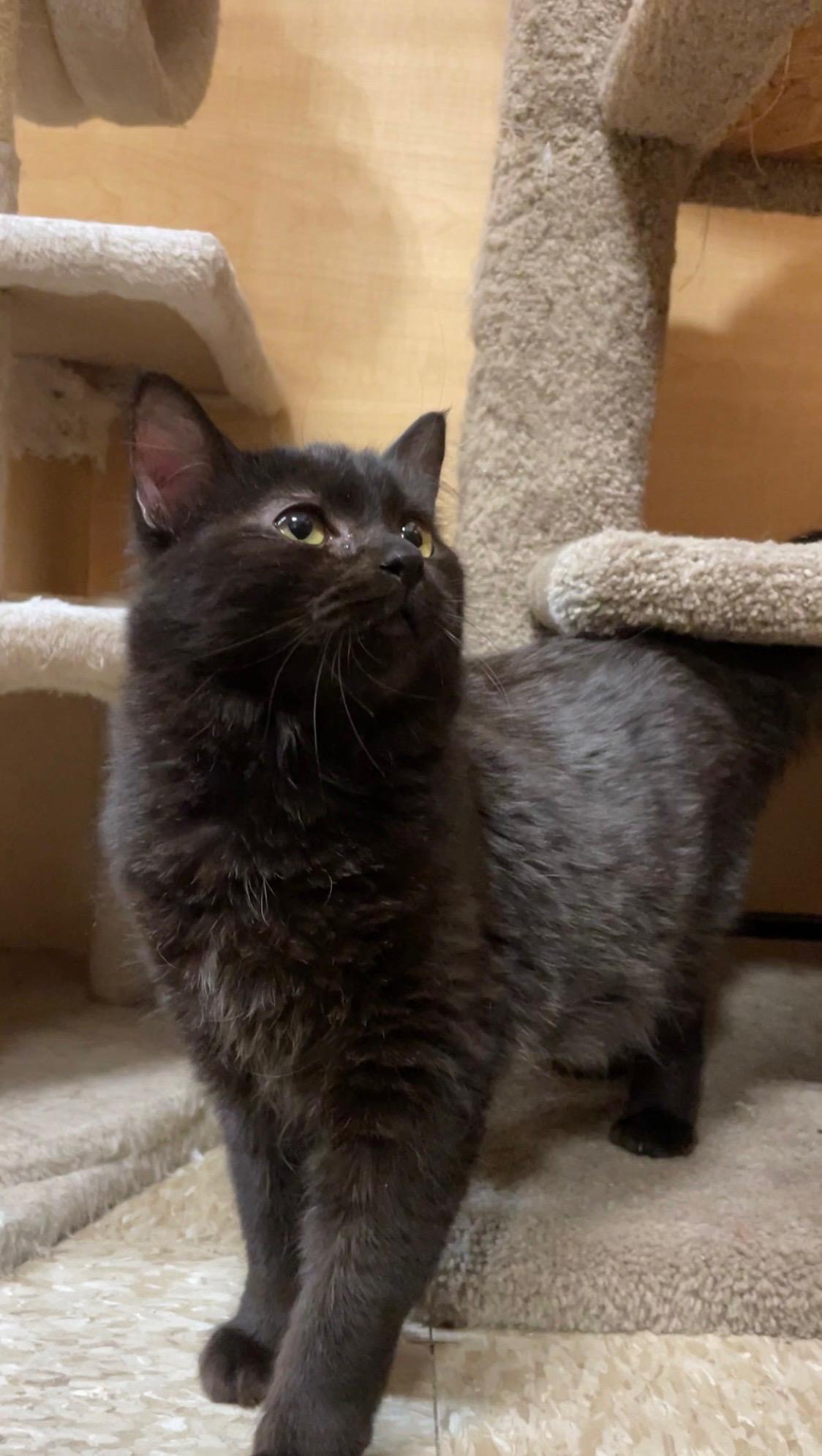 Enlarge Simone, an adopted Domestic Long Hair in Barrington Hills, IL image 5/5