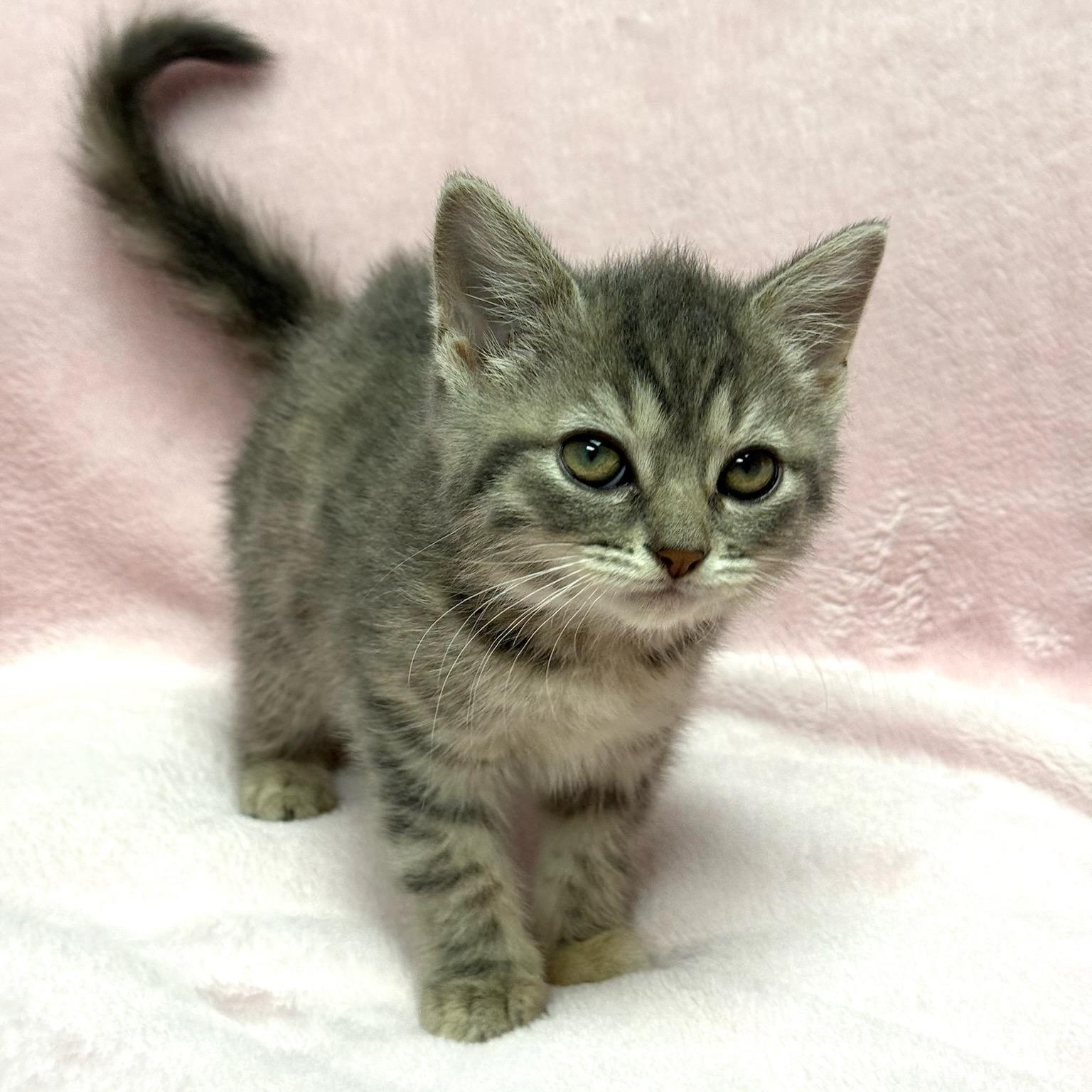 Blueberry, an adopted Domestic Short Hair in Greensburg, PA image 2/4