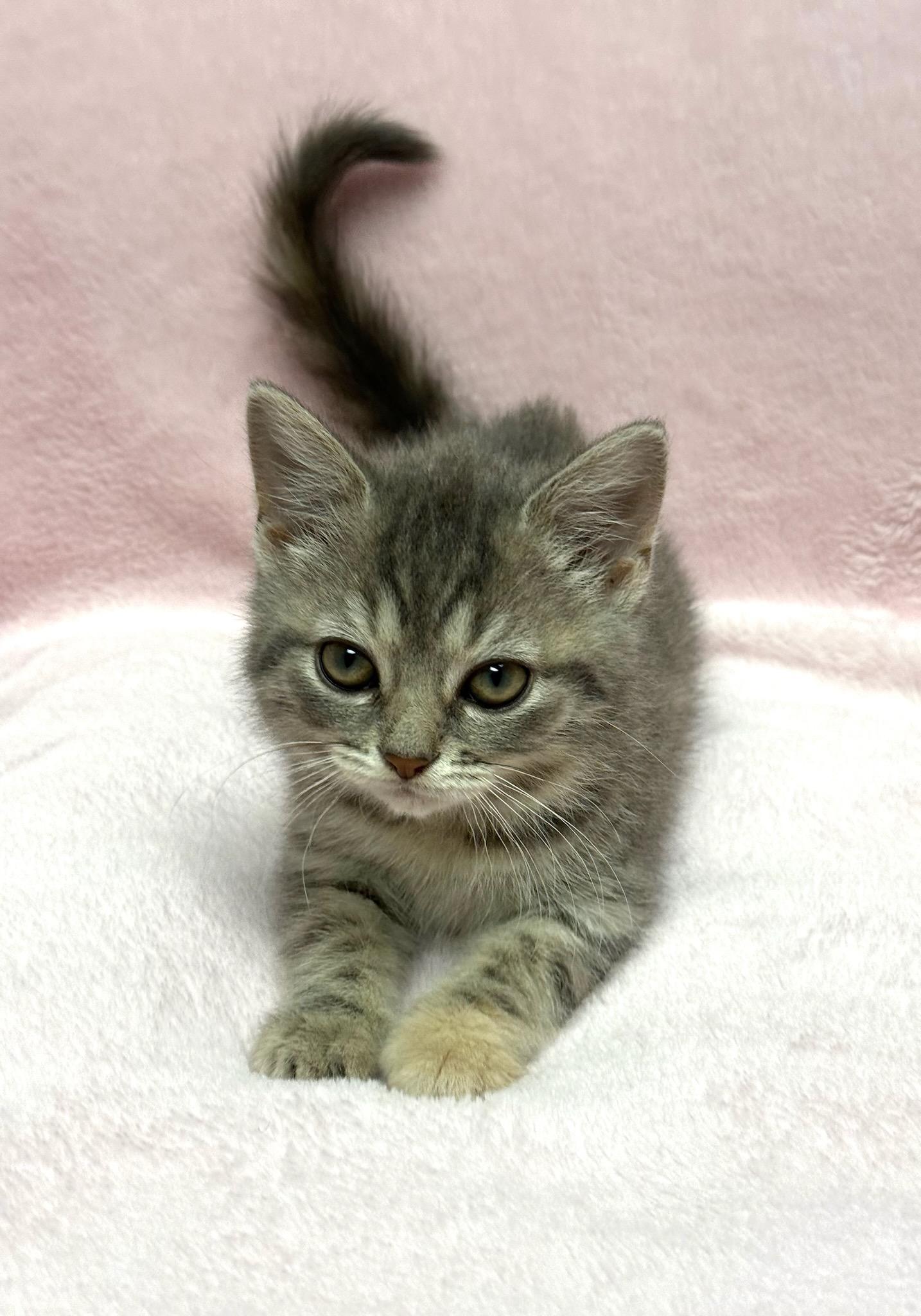 Blueberry, adopted, Kitten Female Domestic Short Hair.