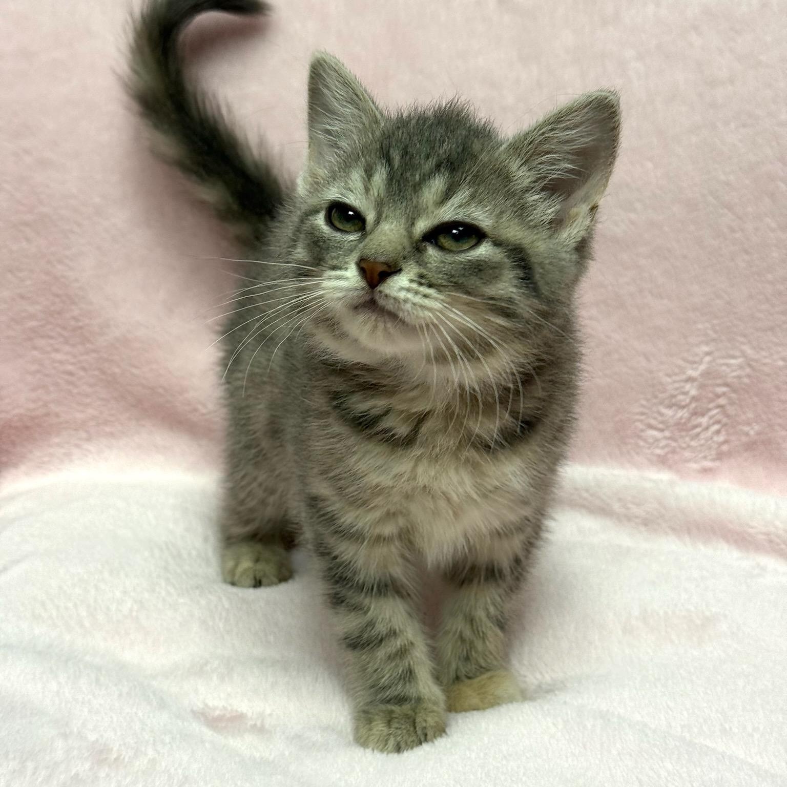 Blueberry, an adopted Domestic Short Hair in Greensburg, PA image 4/4