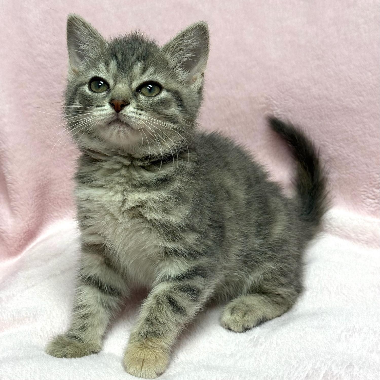 Blueberry, an adopted Domestic Short Hair in Greensburg, PA image 3/4