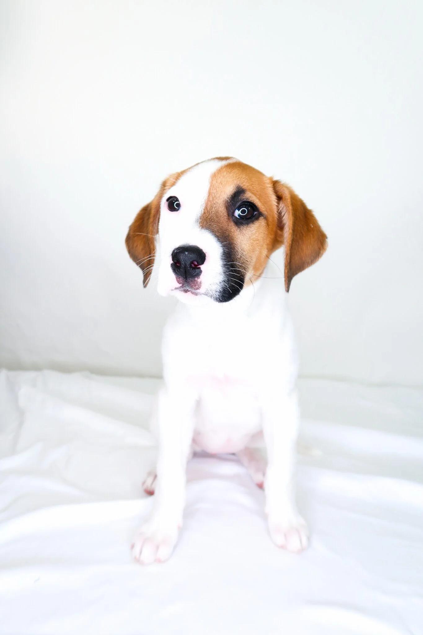 Enlarge Lexie, an adoptable mixed breed in Bixby, OK image 2/5