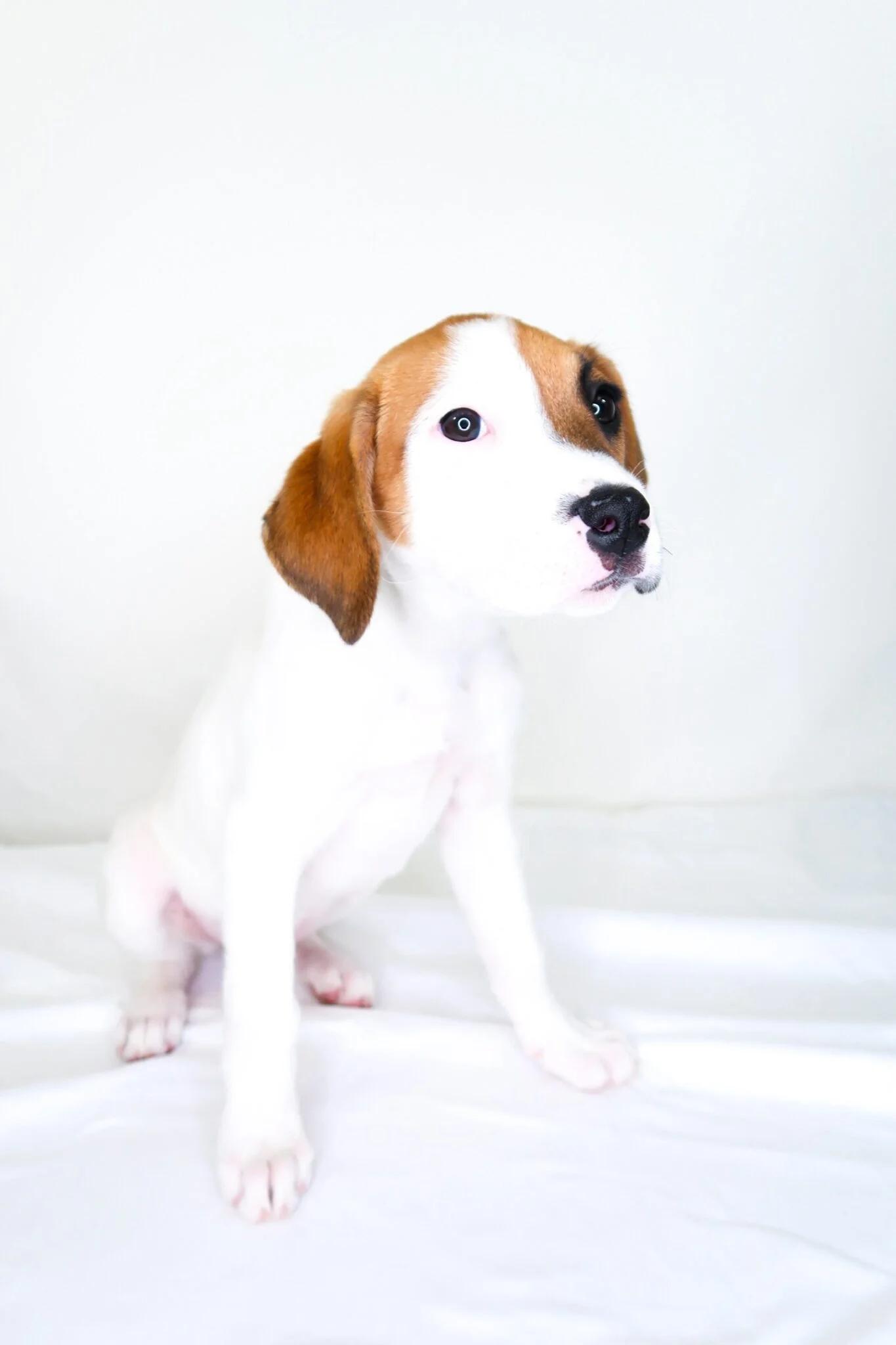 Enlarge Lexie, an adoptable mixed breed in Bixby, OK image 5/5