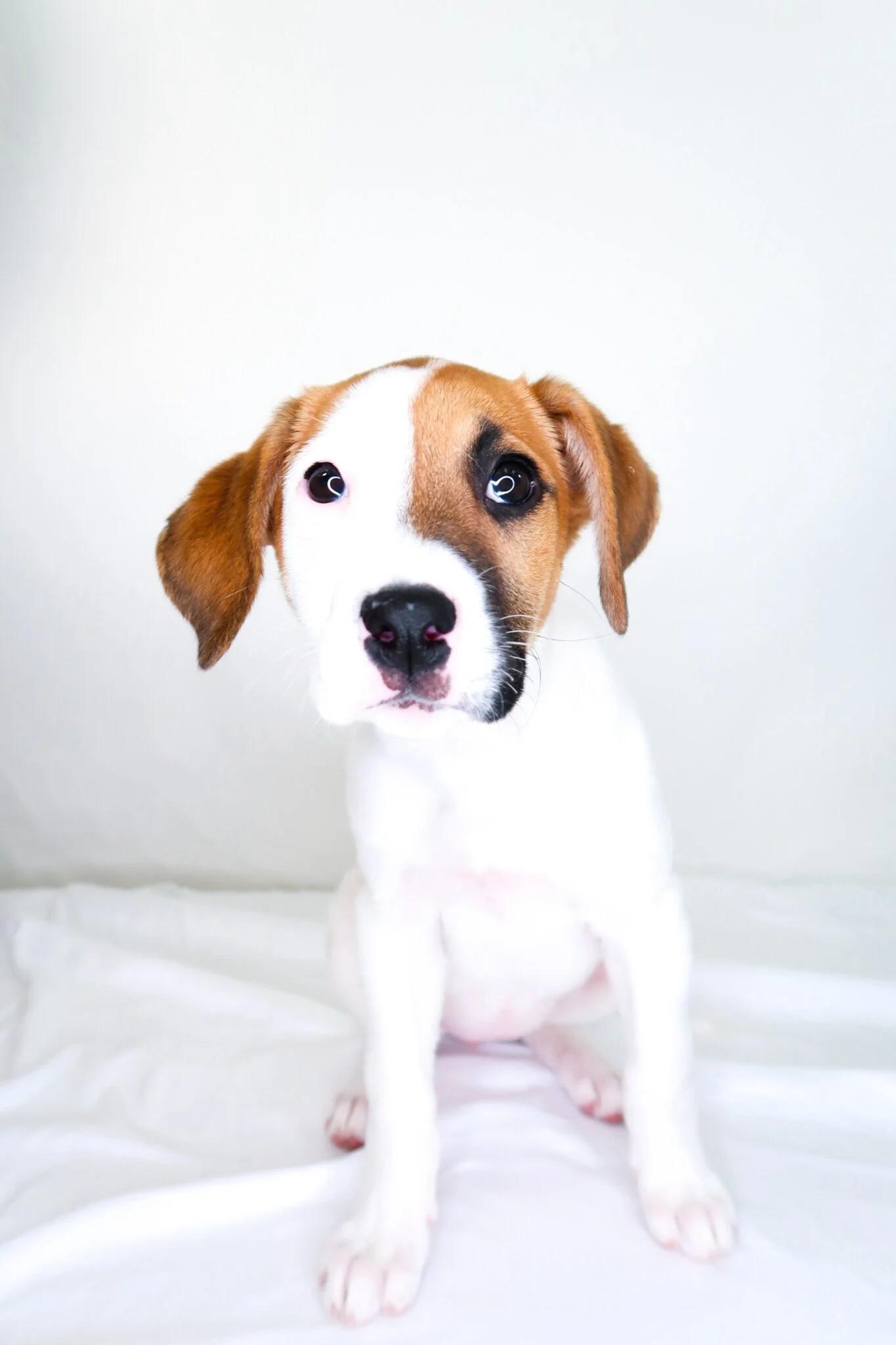 Enlarge Lexie, an adoptable mixed breed in Bixby, OK image 1/5