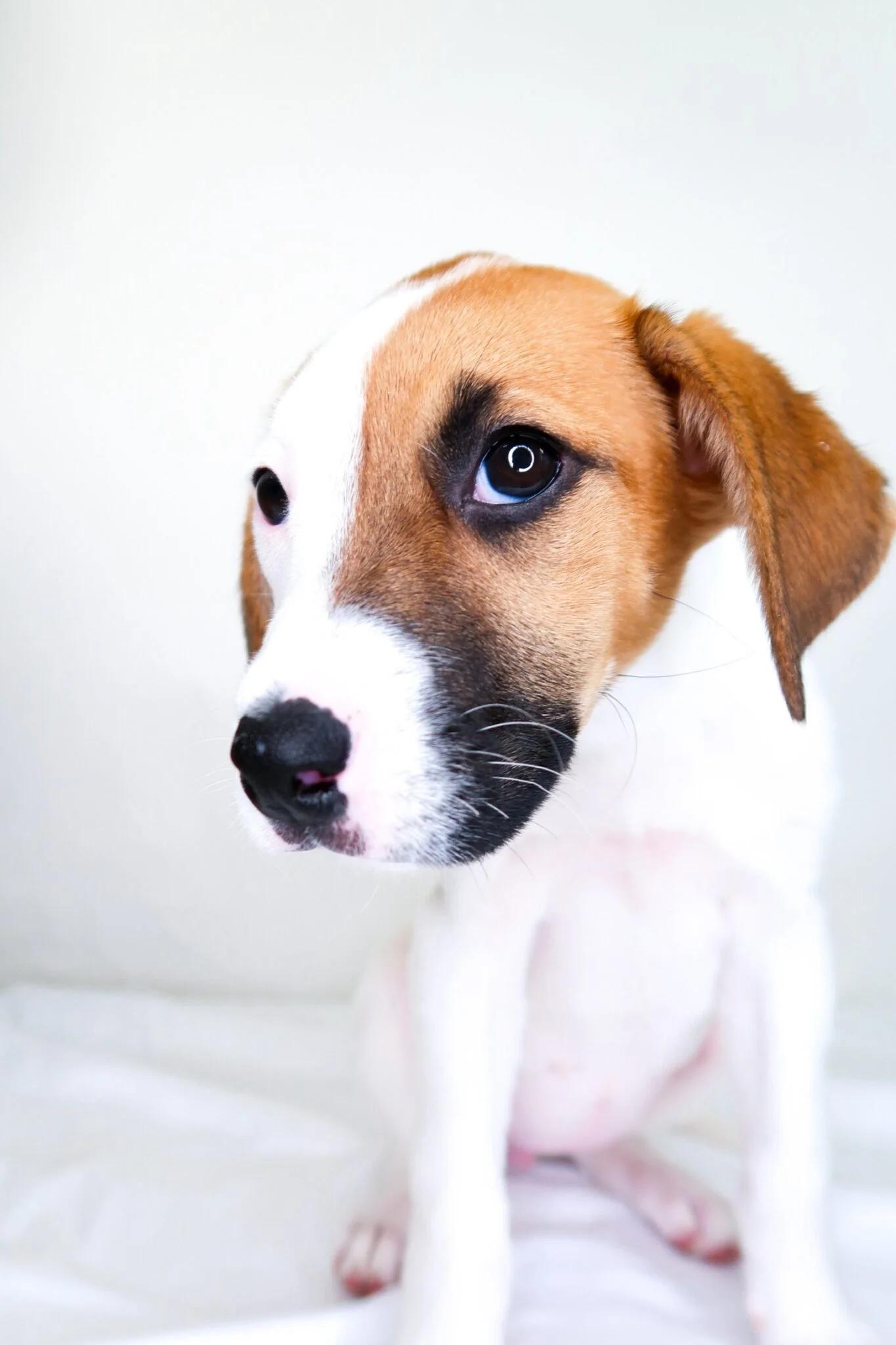 Enlarge Lexie, an adoptable mixed breed in Bixby, OK image 4/5