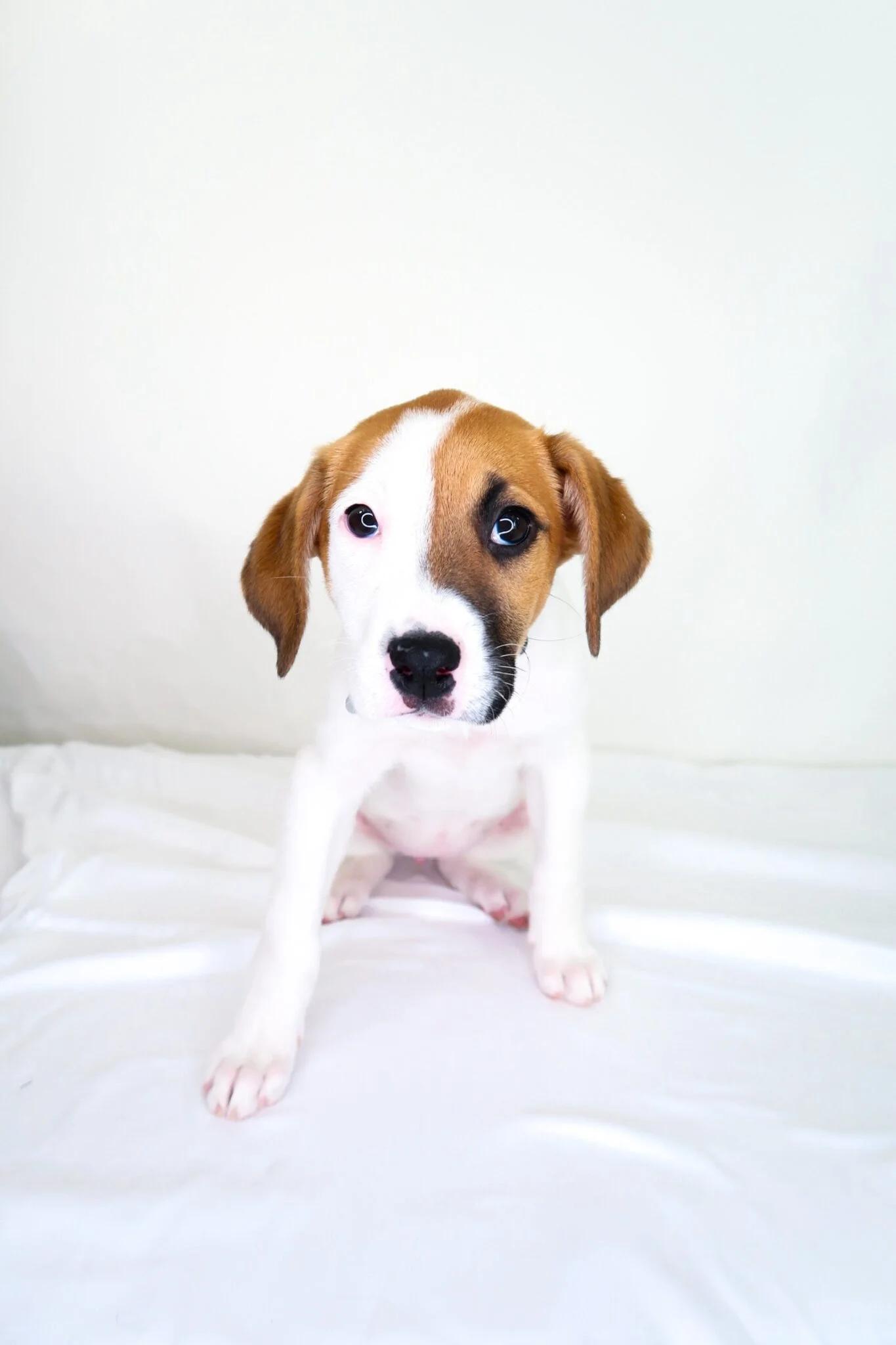 Enlarge Lexie, an adoptable mixed breed in Bixby, OK image 3/5