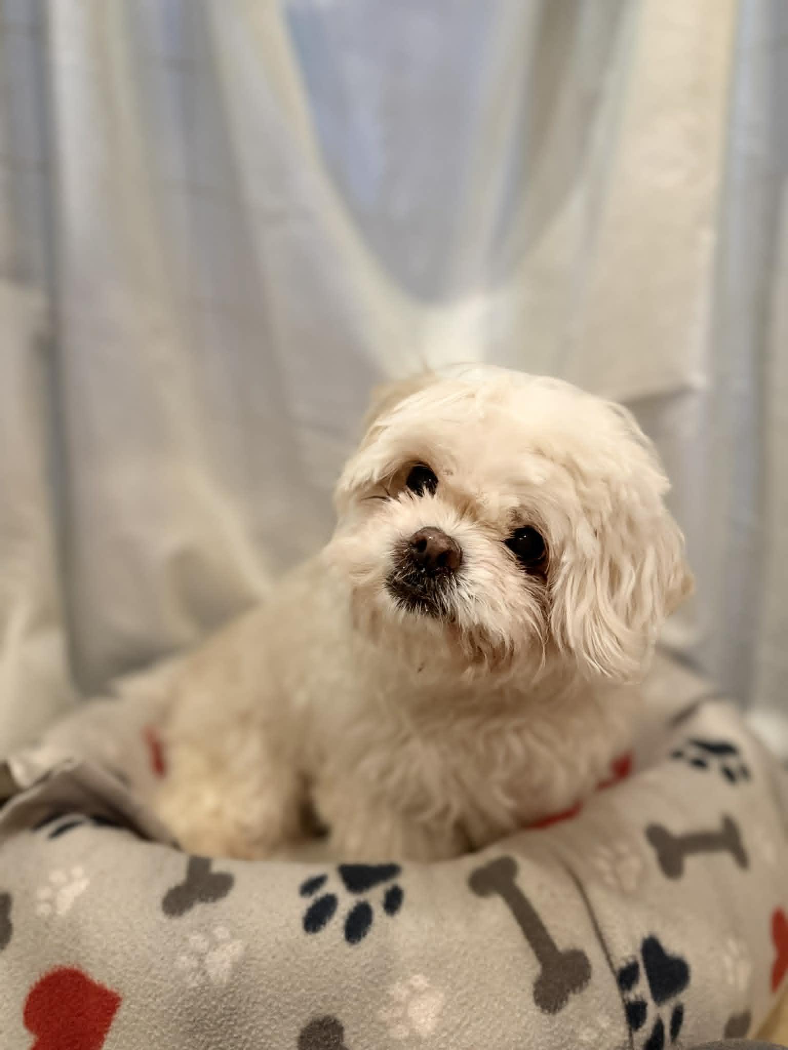 PADDINGTON, a ADOPTABLE Shih Tzu in Port Clinton, OH image 3/3