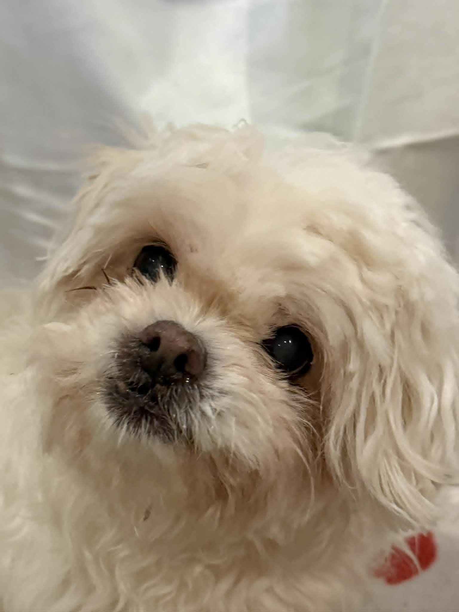PADDINGTON, a ADOPTABLE Shih Tzu in Port Clinton, OH image 2/3