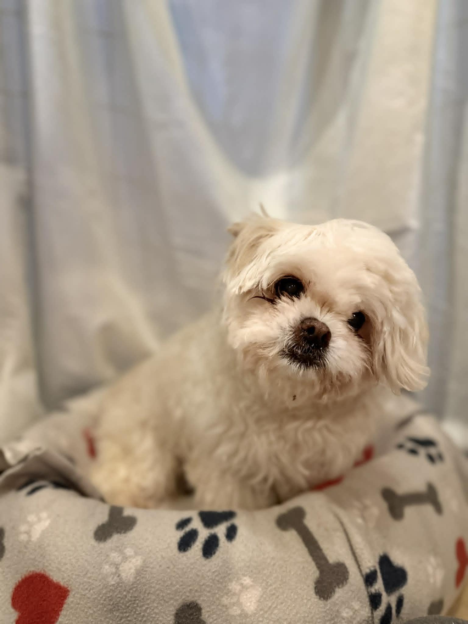 PADDINGTON, ADOPTABLE, Senior Male Shih Tzu.