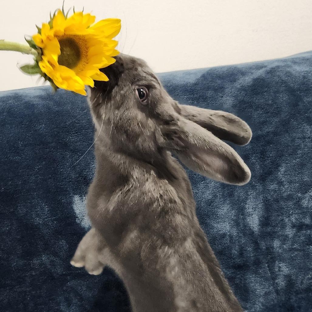 Grant, Adoptable, Adult Male Dutch & Bunny Rabbit.