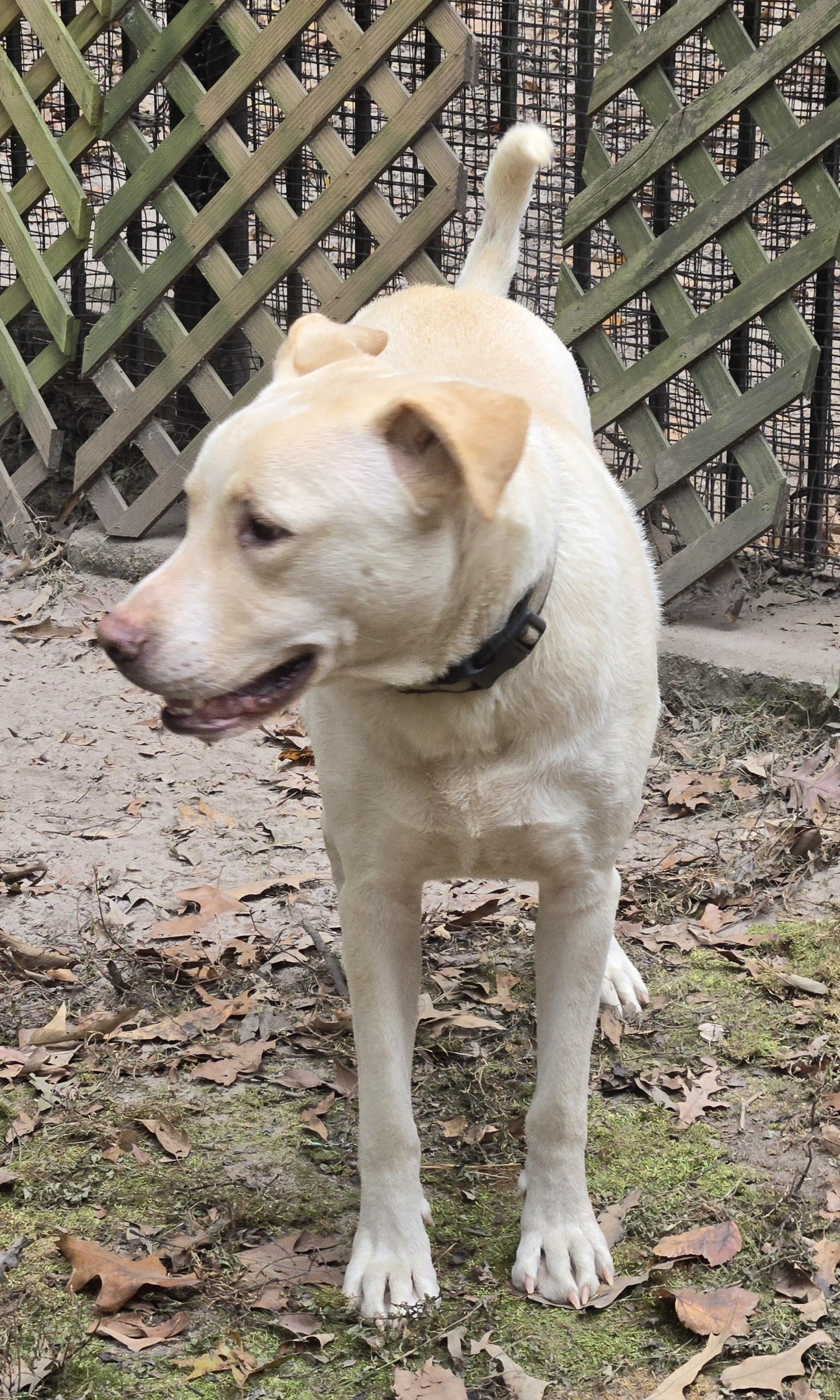 Enlarge Mello, a Adoptable mixed breed in Suffolk, VA image 1/5