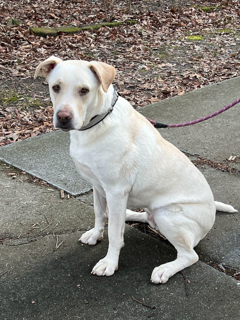 Enlarge Mello, a Adoptable mixed breed in Suffolk, VA image 2/5