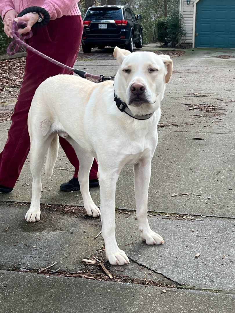 Enlarge Mello, a Adoptable mixed breed in Suffolk, VA image 3/5