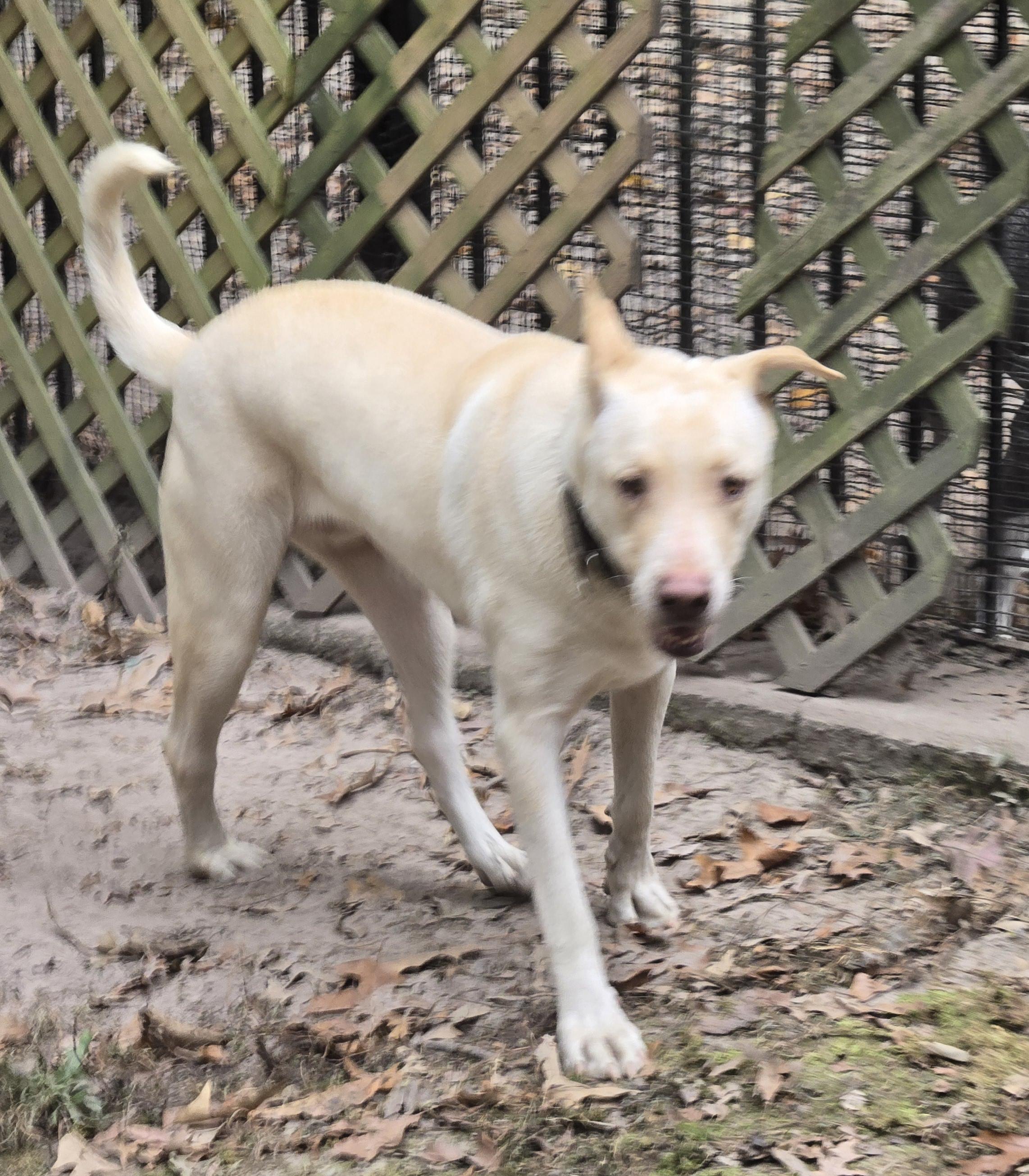 Enlarge Mello, a Adoptable mixed breed in Suffolk, VA image 4/5
