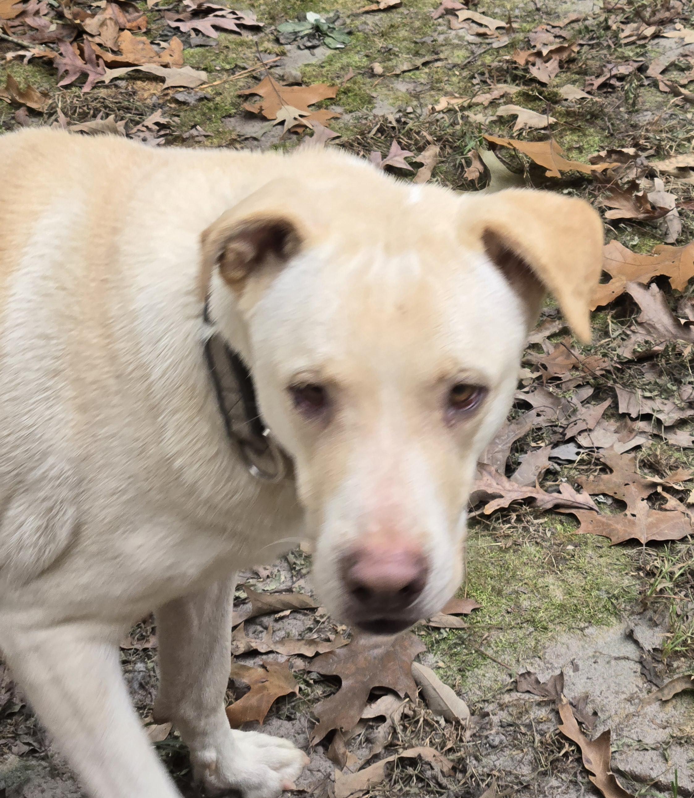 Enlarge Mello, a Adoptable mixed breed in Suffolk, VA image 5/5