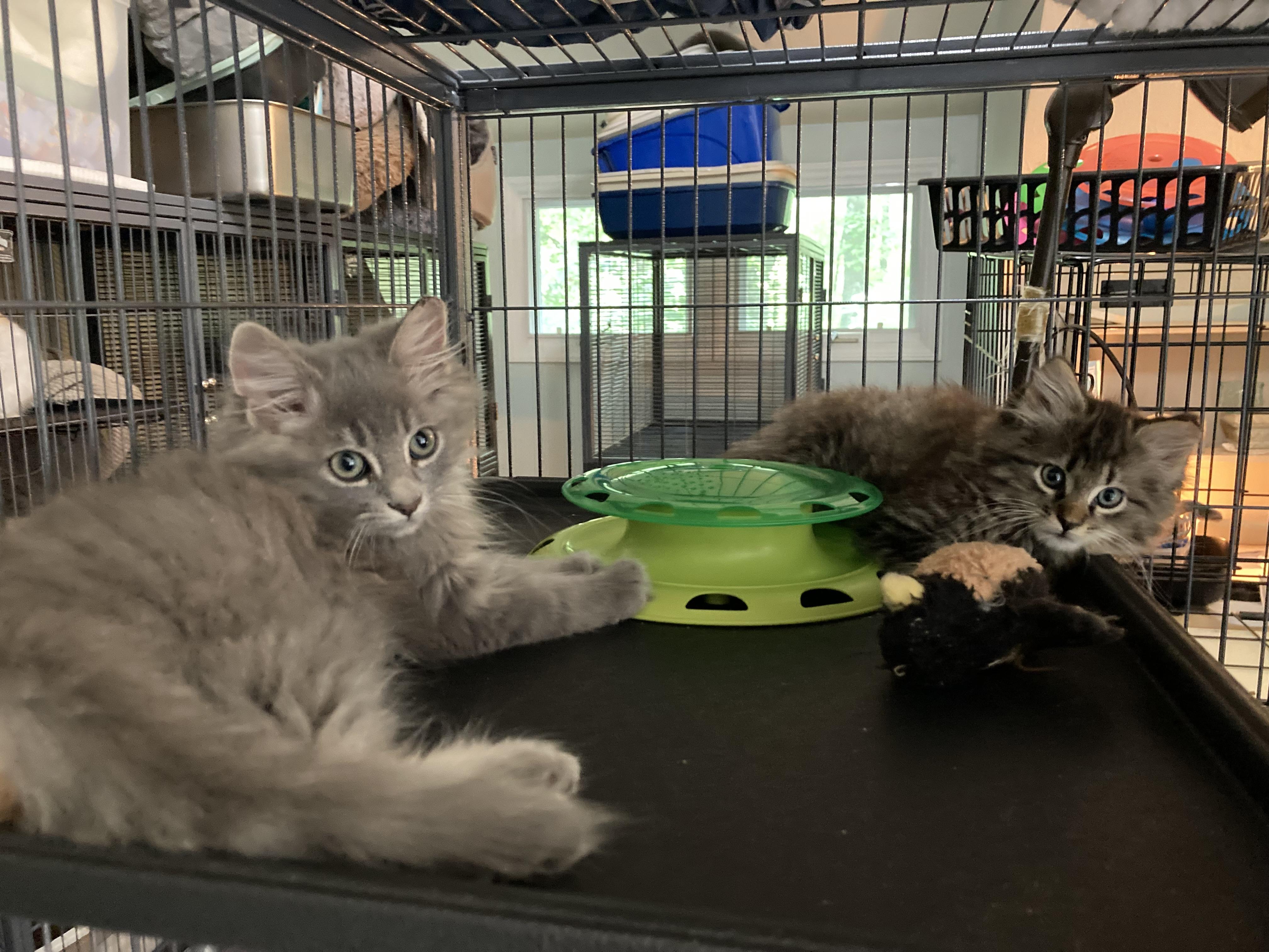 Enlarge Squirrel and Dusty Bunny, an adopted Domestic Long Hair in Charlotte, NC image 6/6